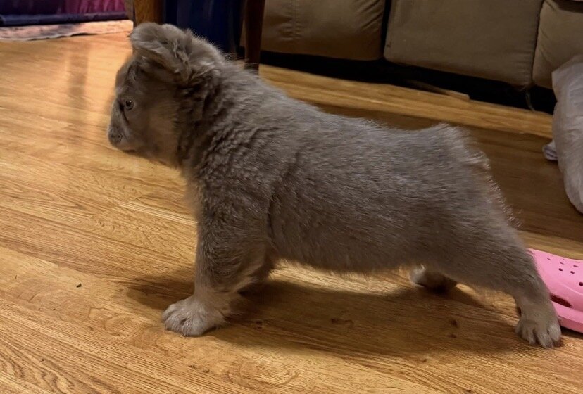 French bulldog pups image 5