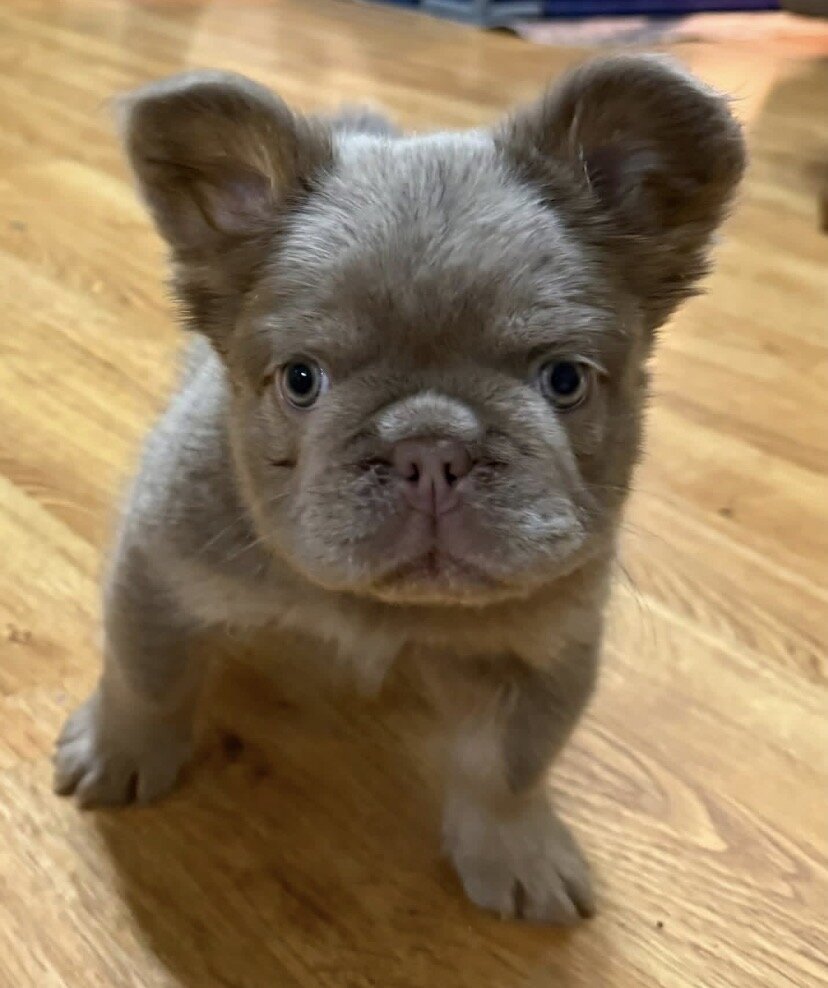 French bulldog pups image 6