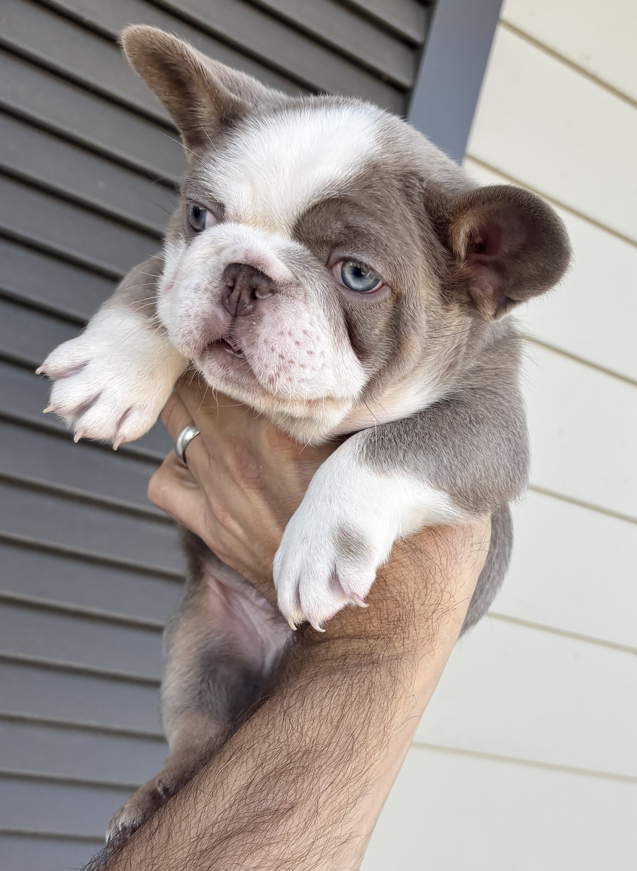 French bulldog pups image 7