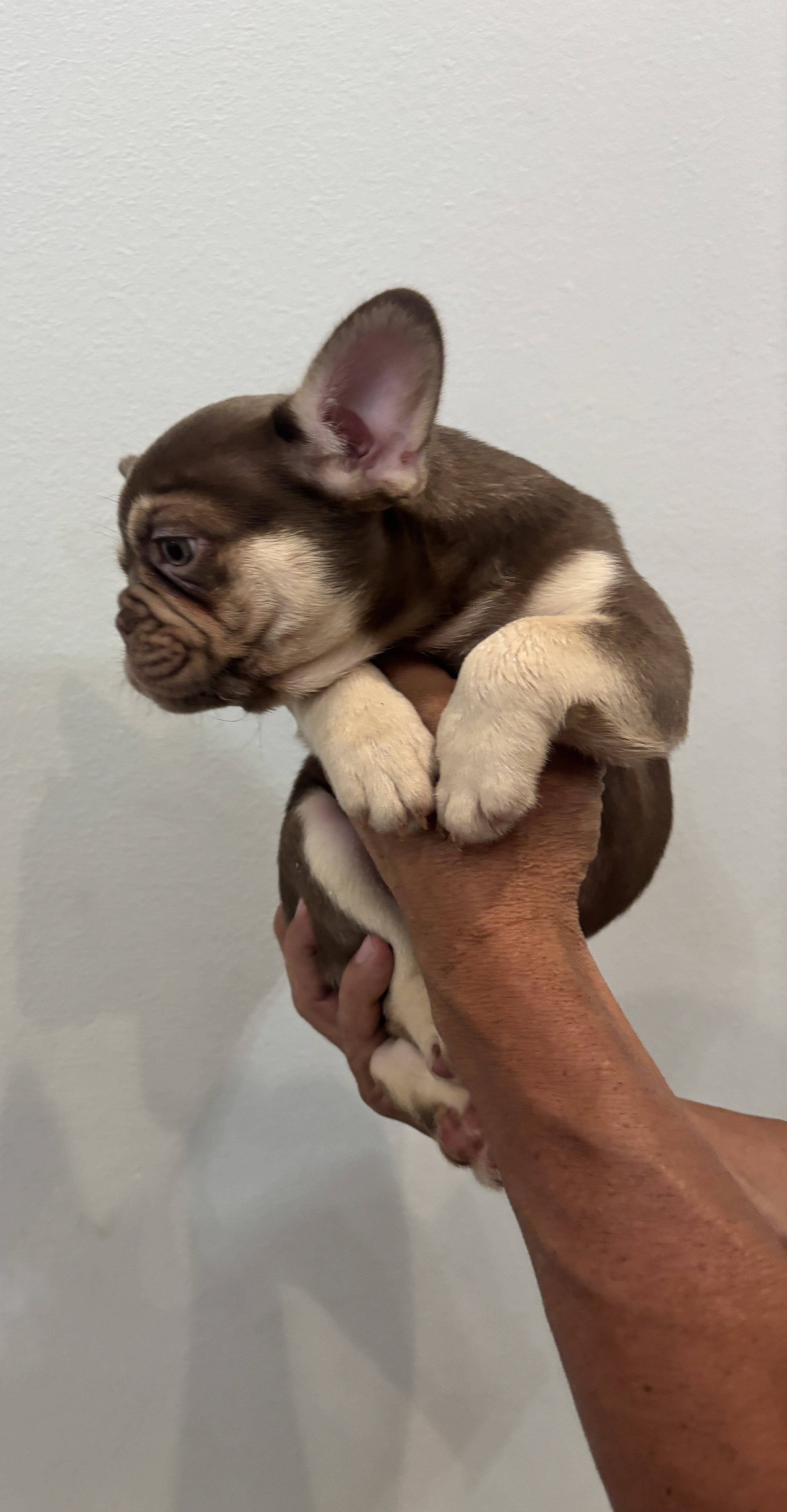 French bulldog pups image 4