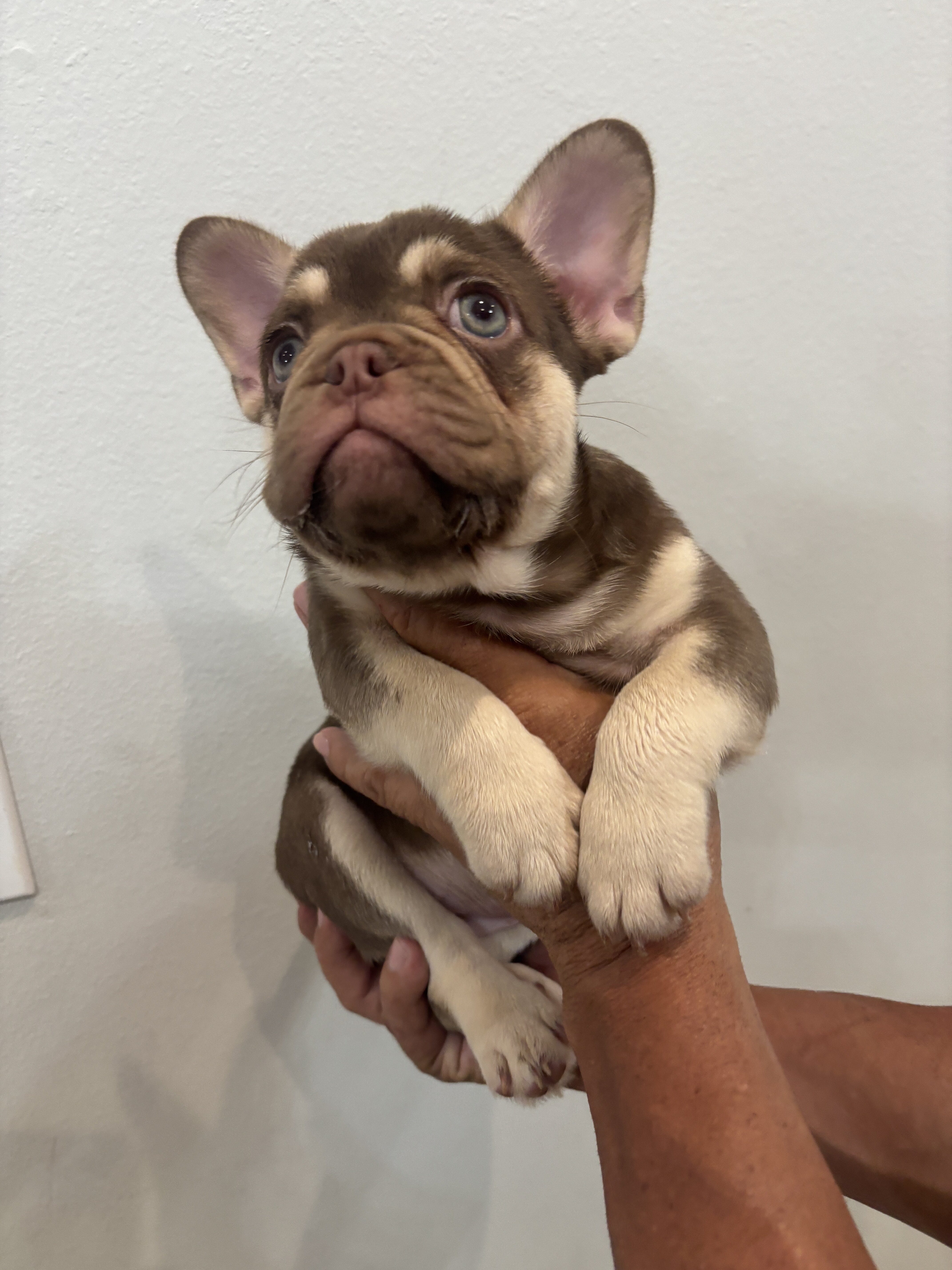 French bulldog pups image 3
