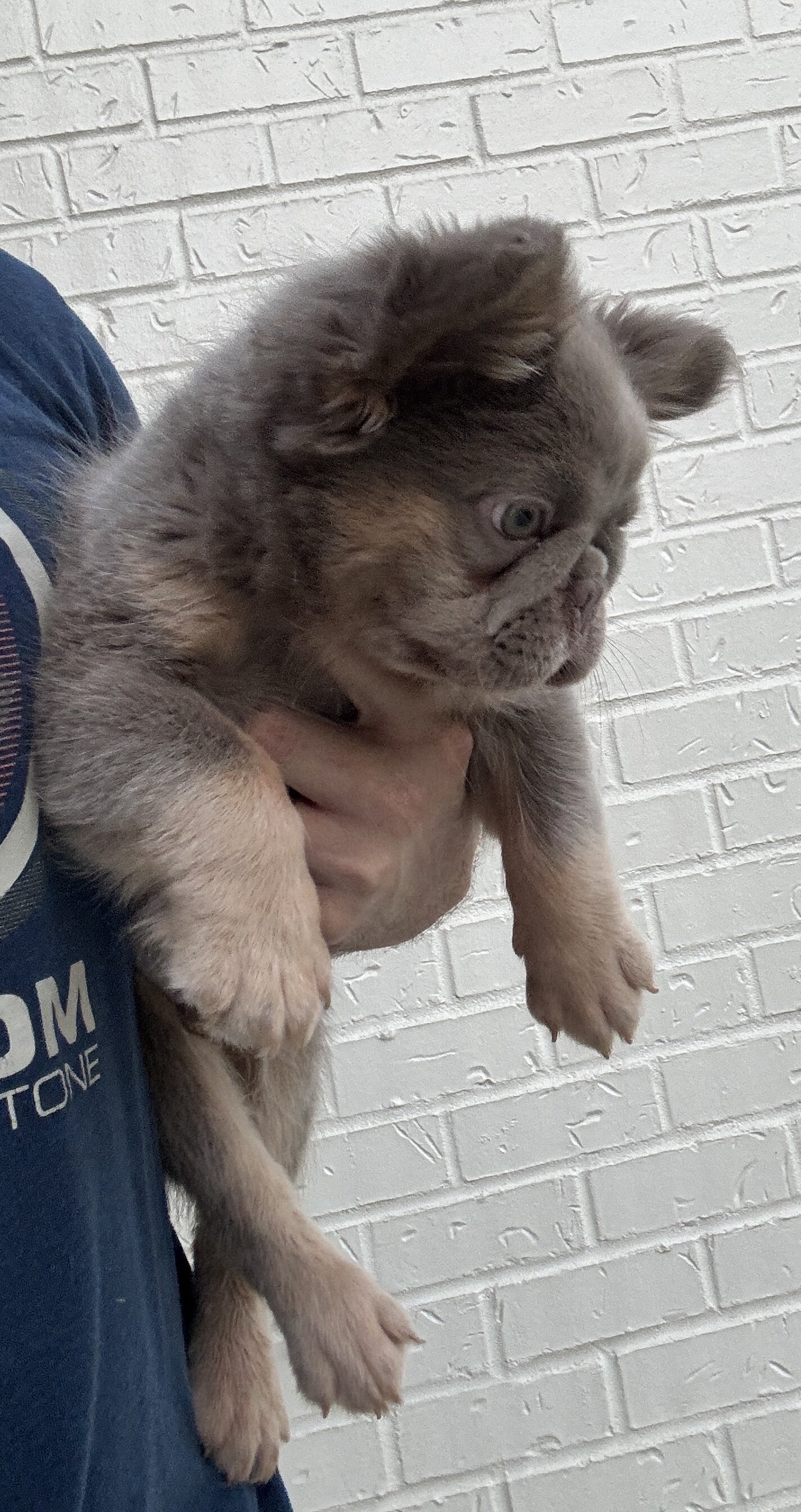 French bulldog pups image 2