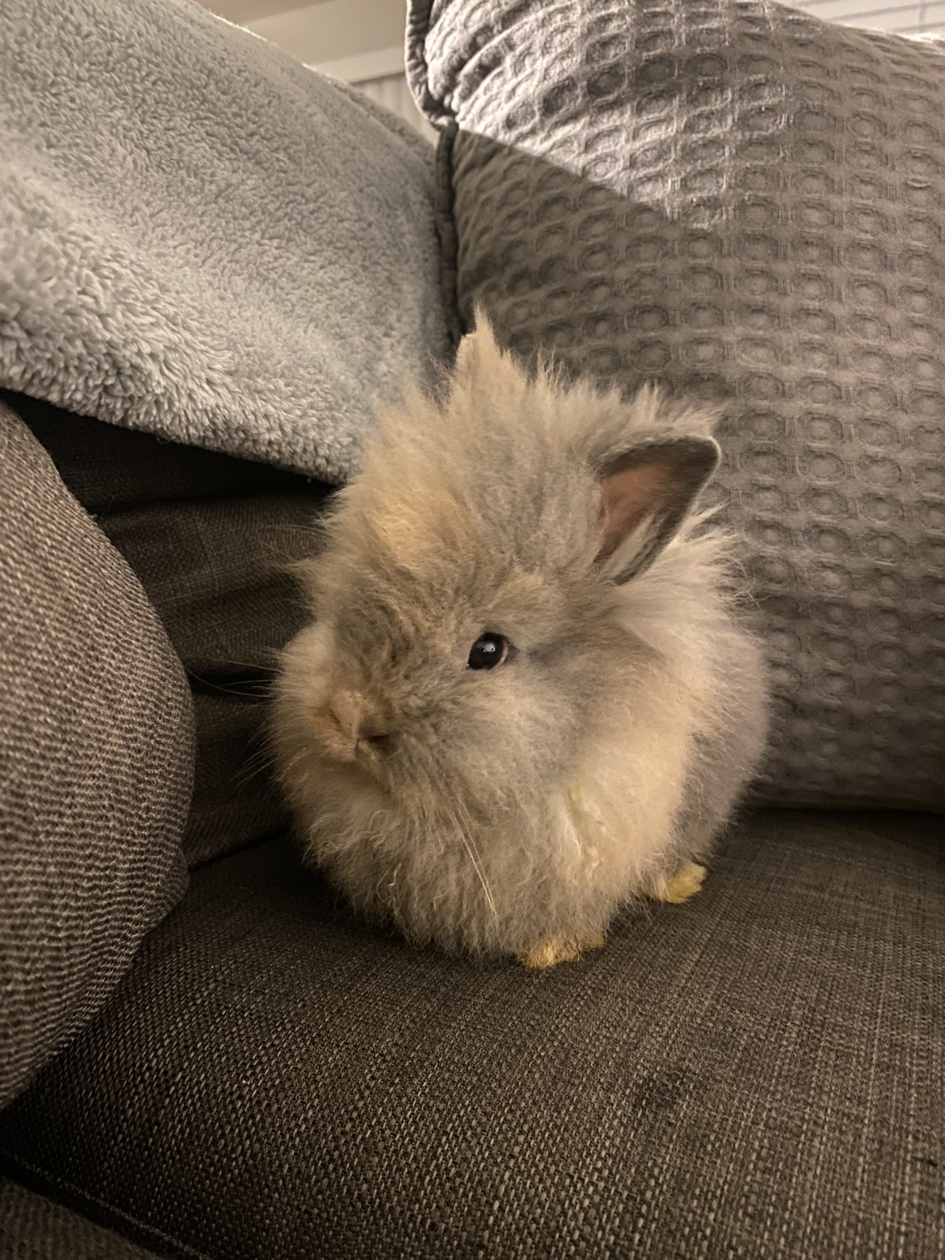 Bunnies image 5