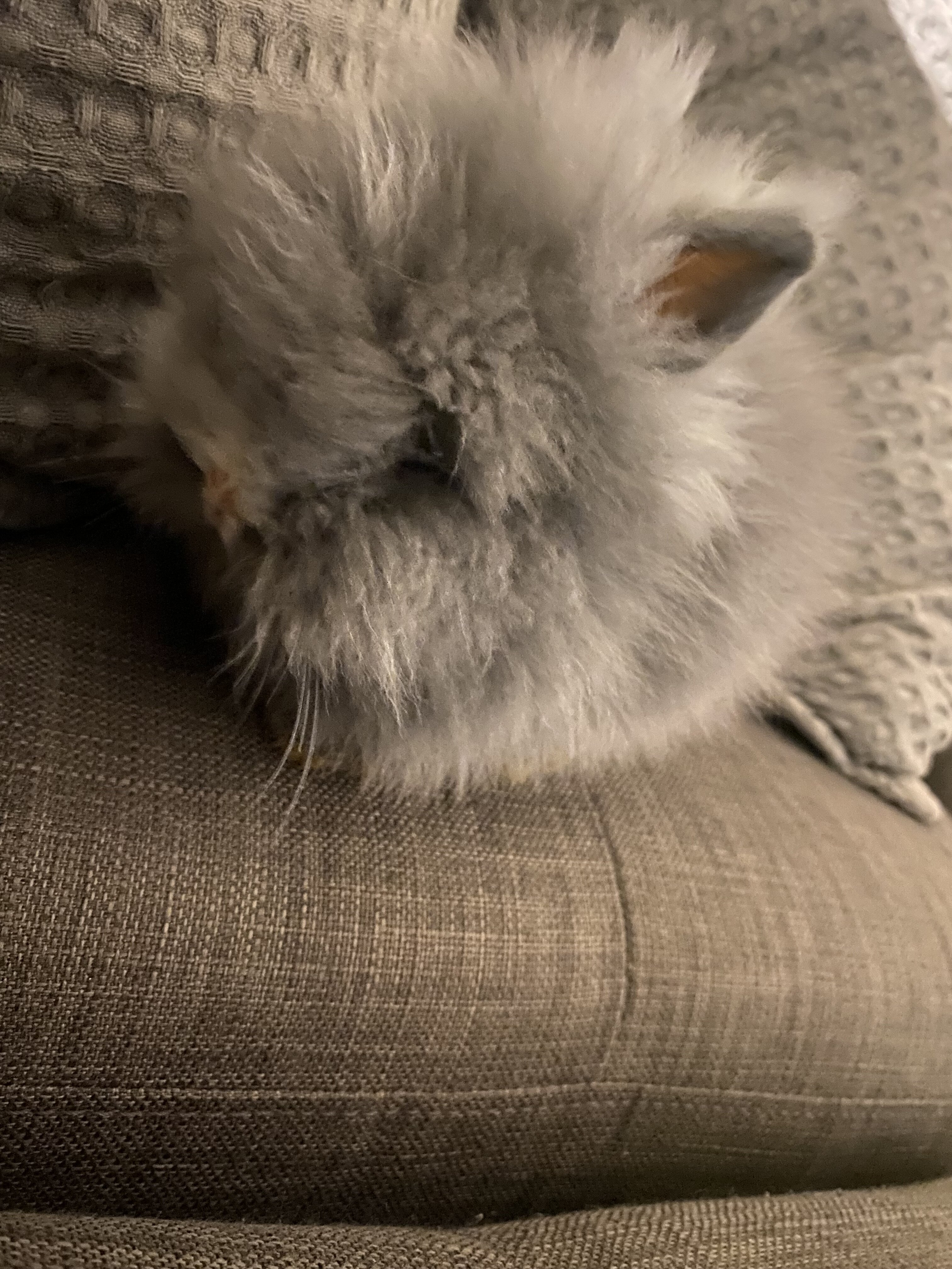 Bunnies image 4