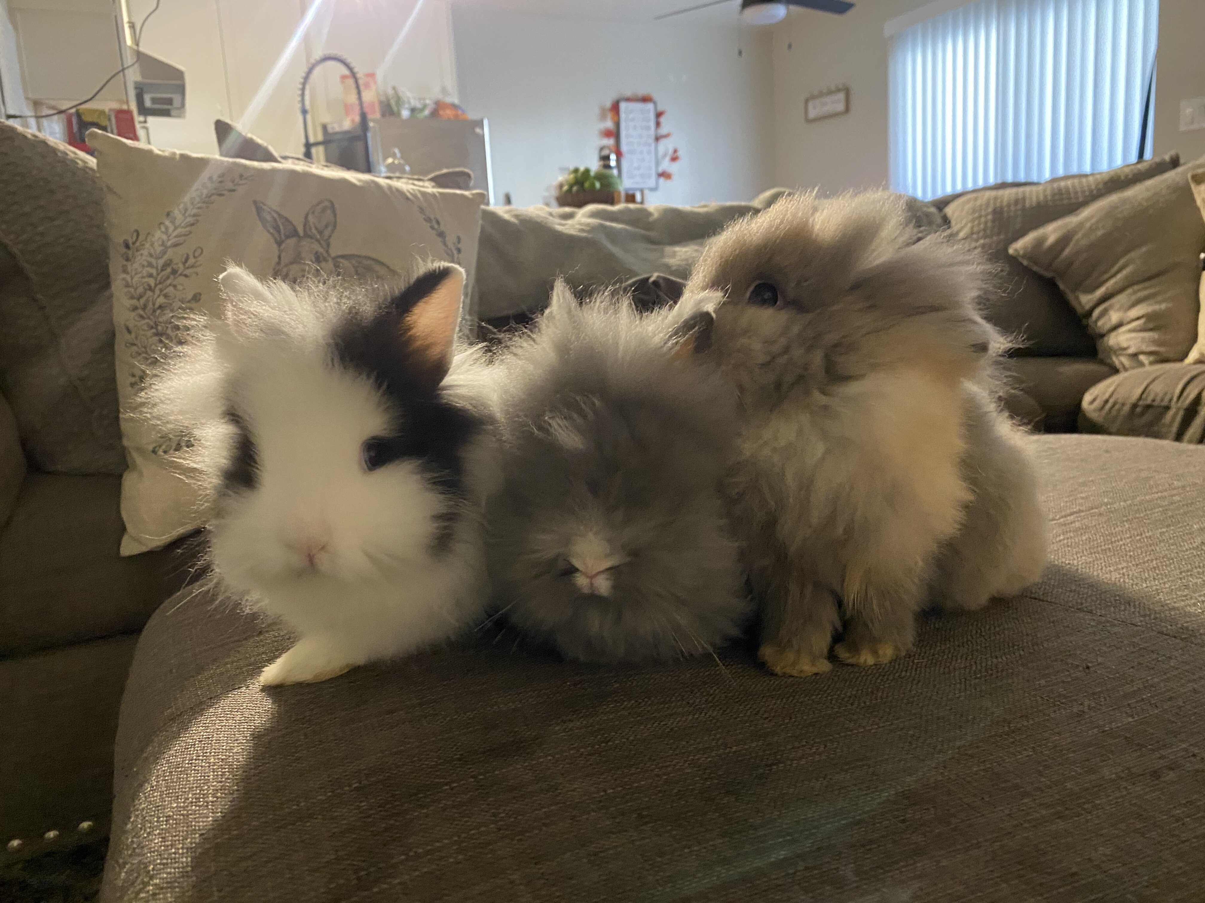 Bunnies image 2