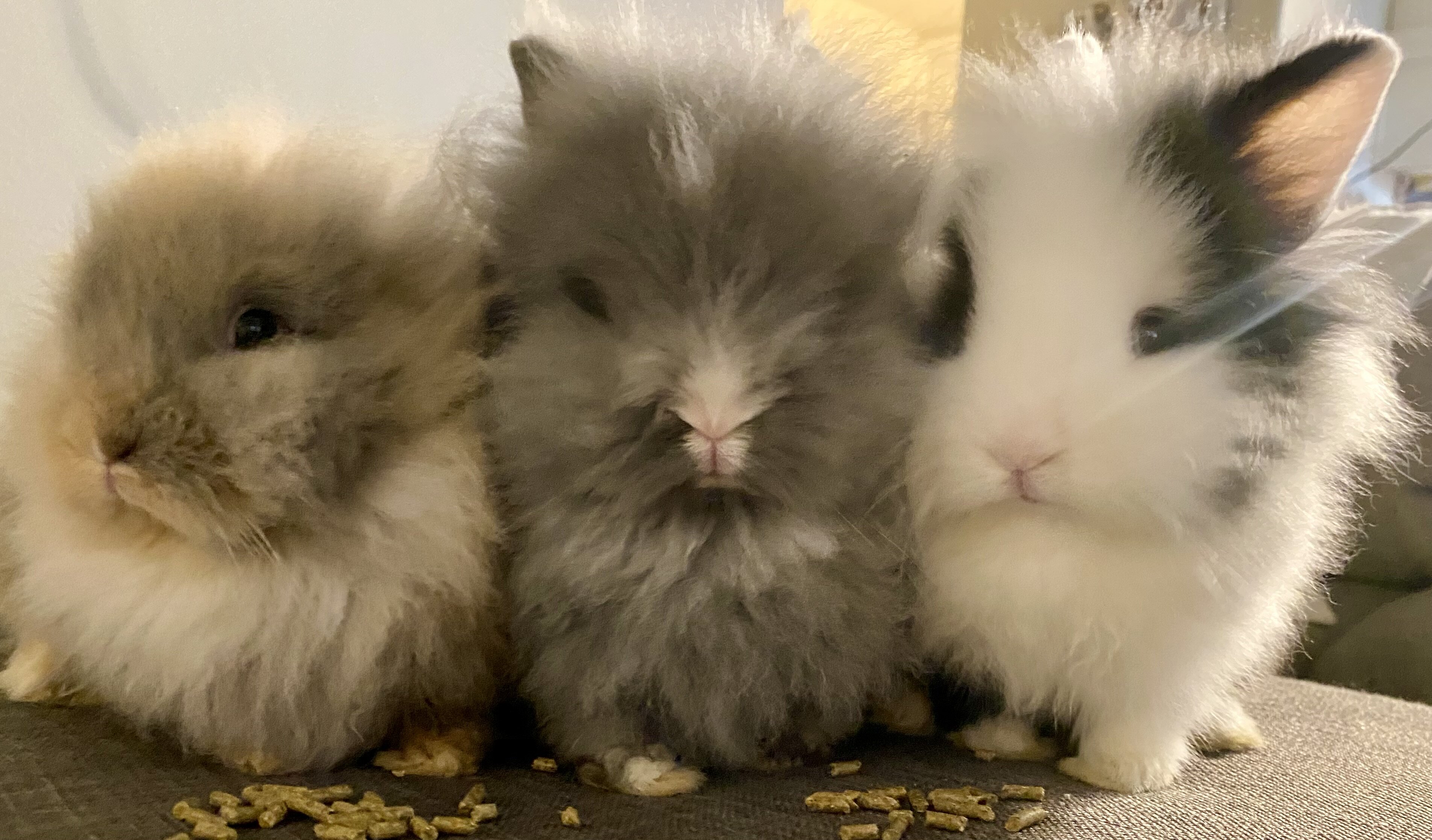 Bunnies image 1