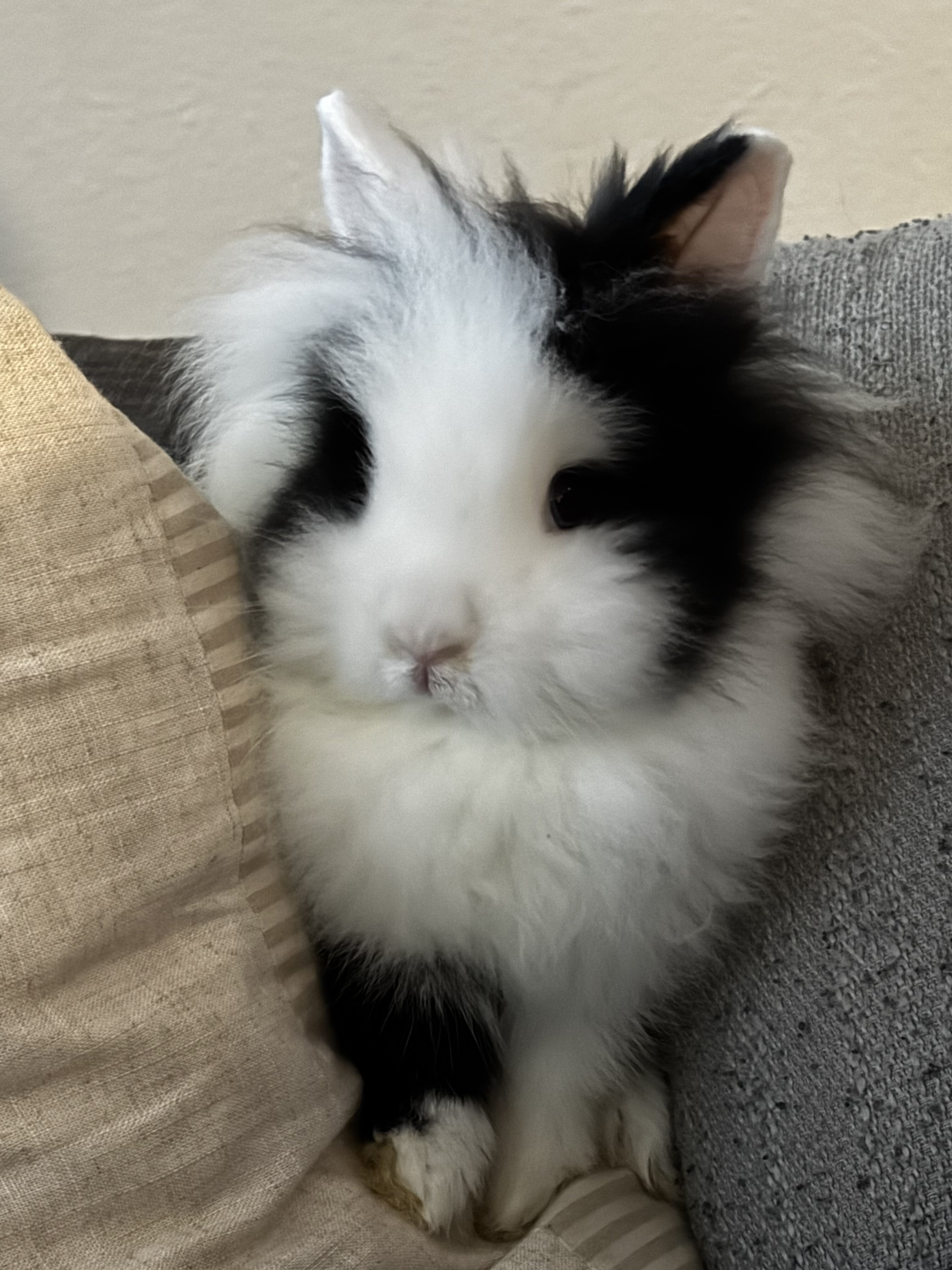Bunnies image 3