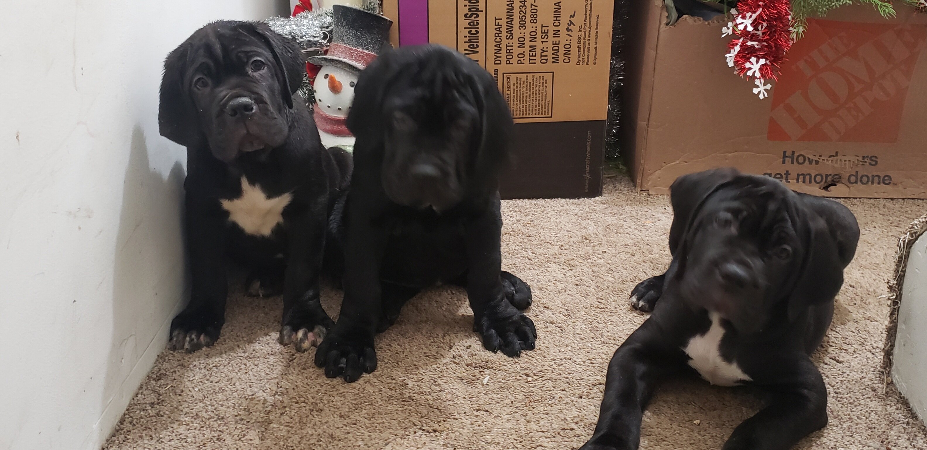 Black angel corso image 2