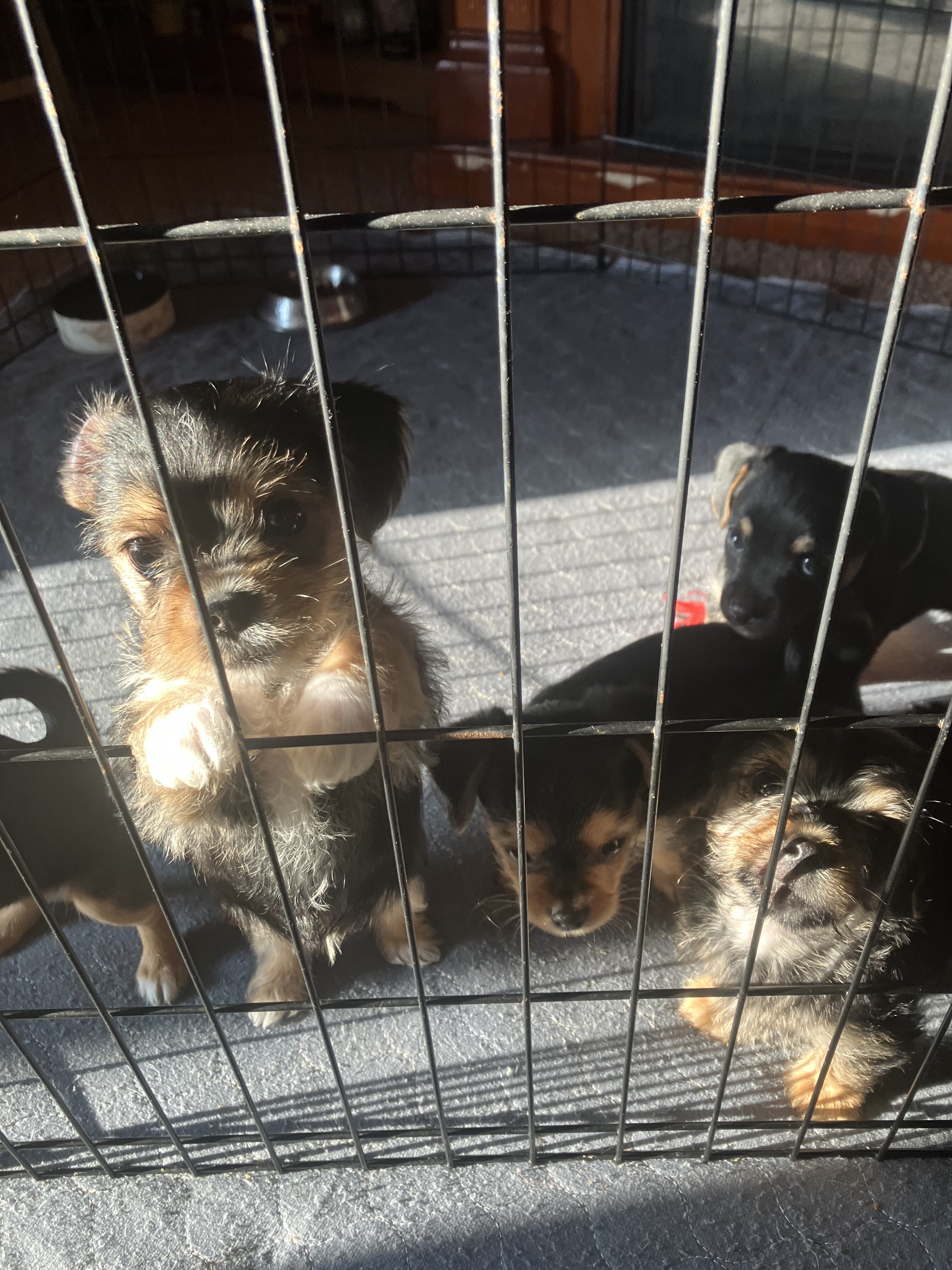 Chorkie-poo puppies image 2