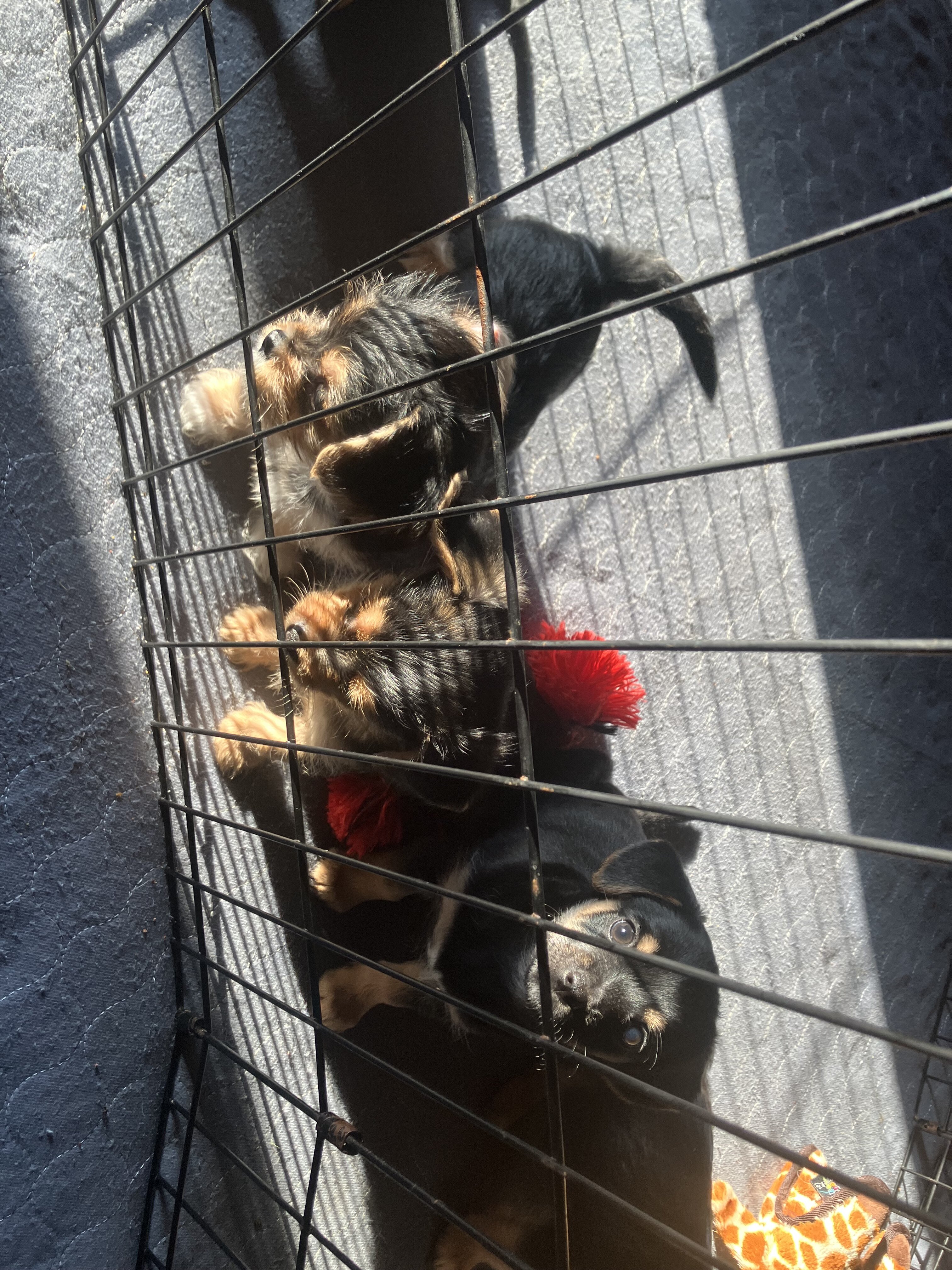 Chorkie-poo puppies image 4