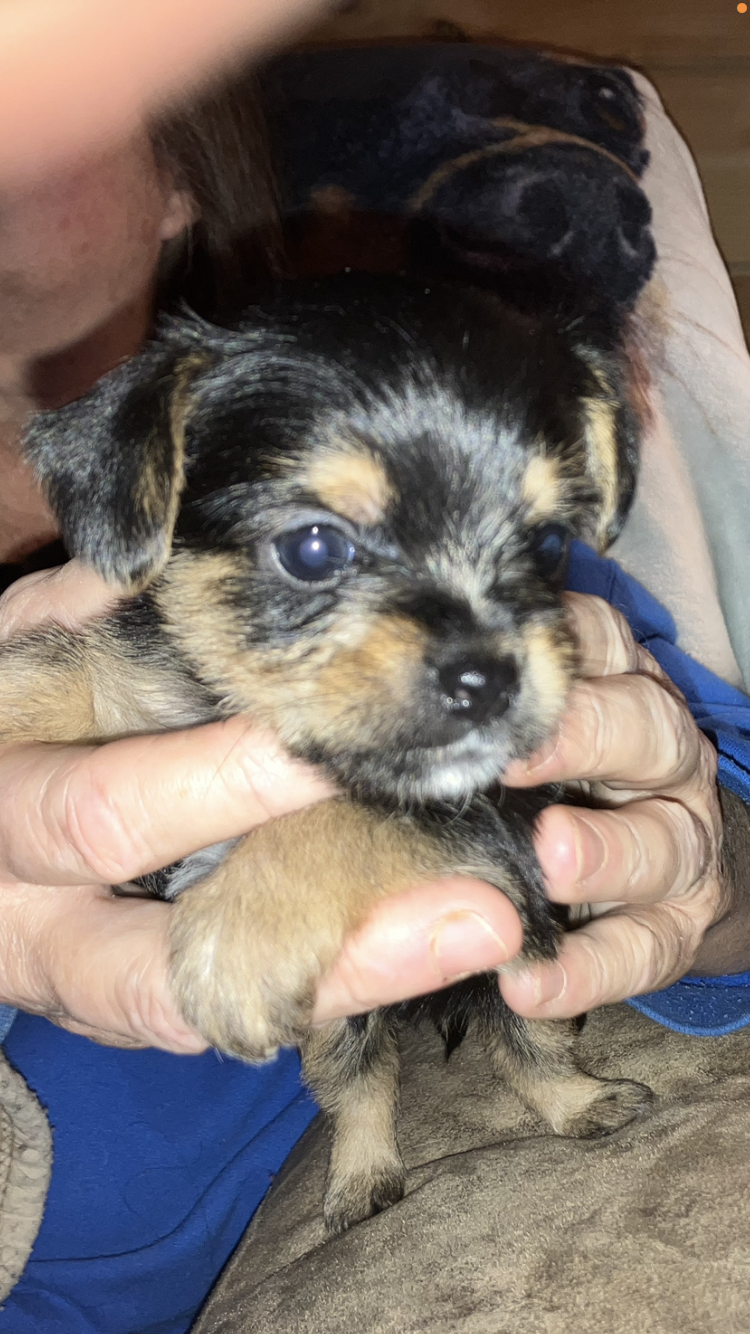 Chorkie-poo puppies image 1