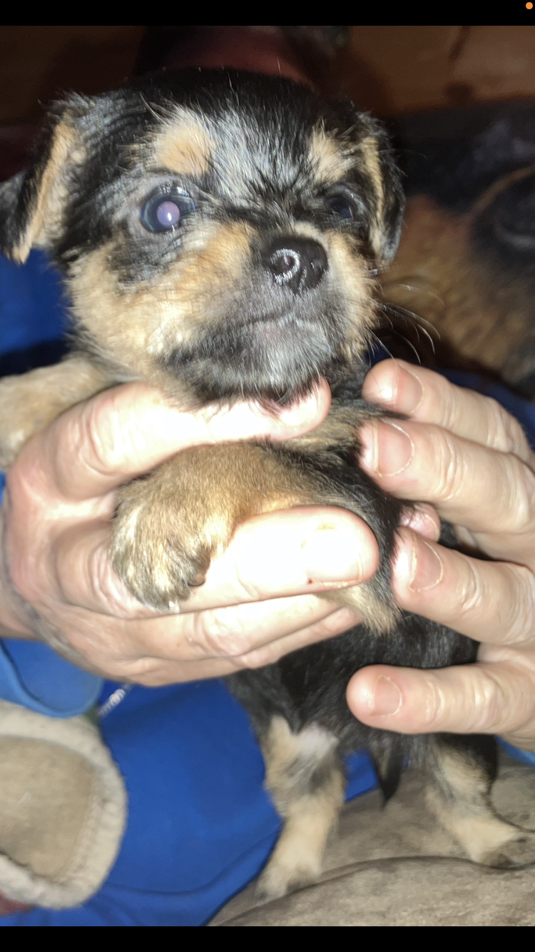Chorkie-poo puppies image 6