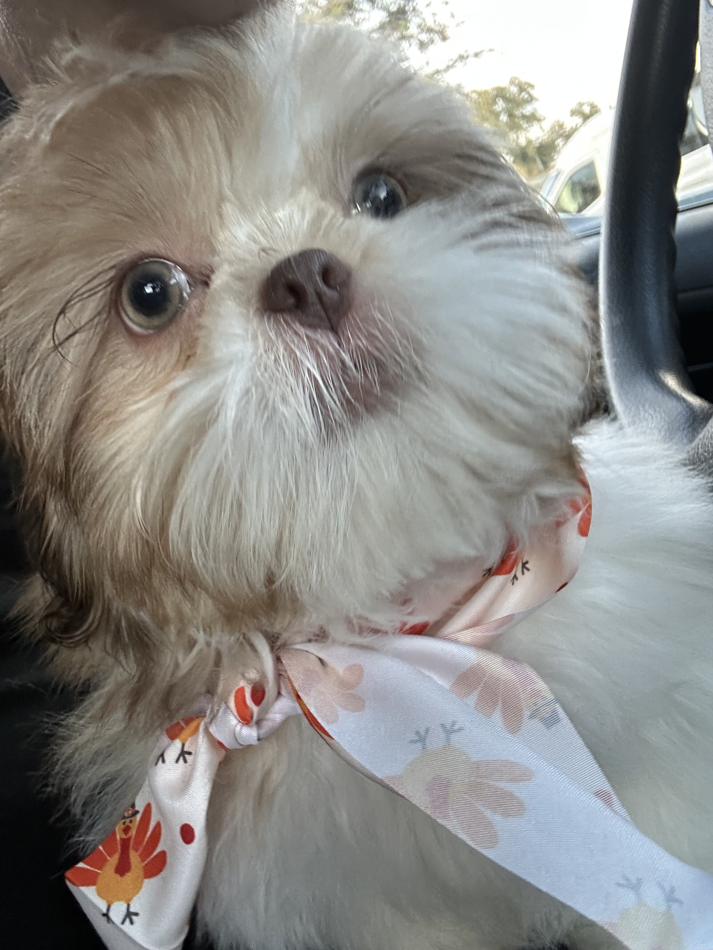 Puppy Shih Tzu image 1