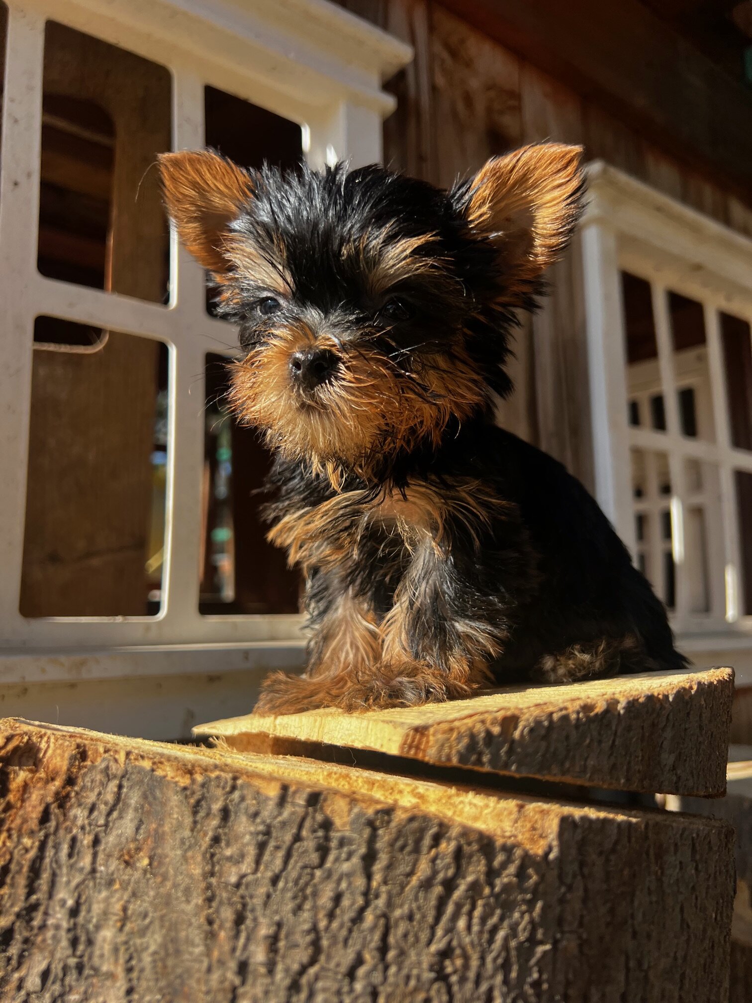 Yorkshire Terrier image 1