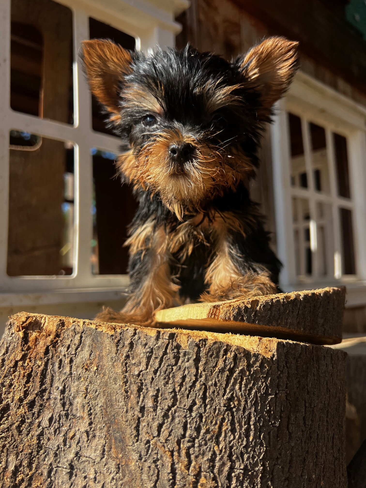 Yorkshire Terrier image 2