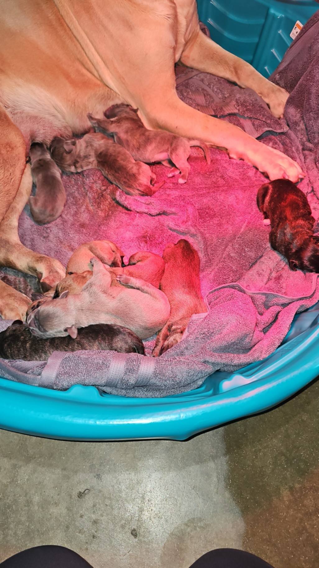 Corso Puppies image 1
