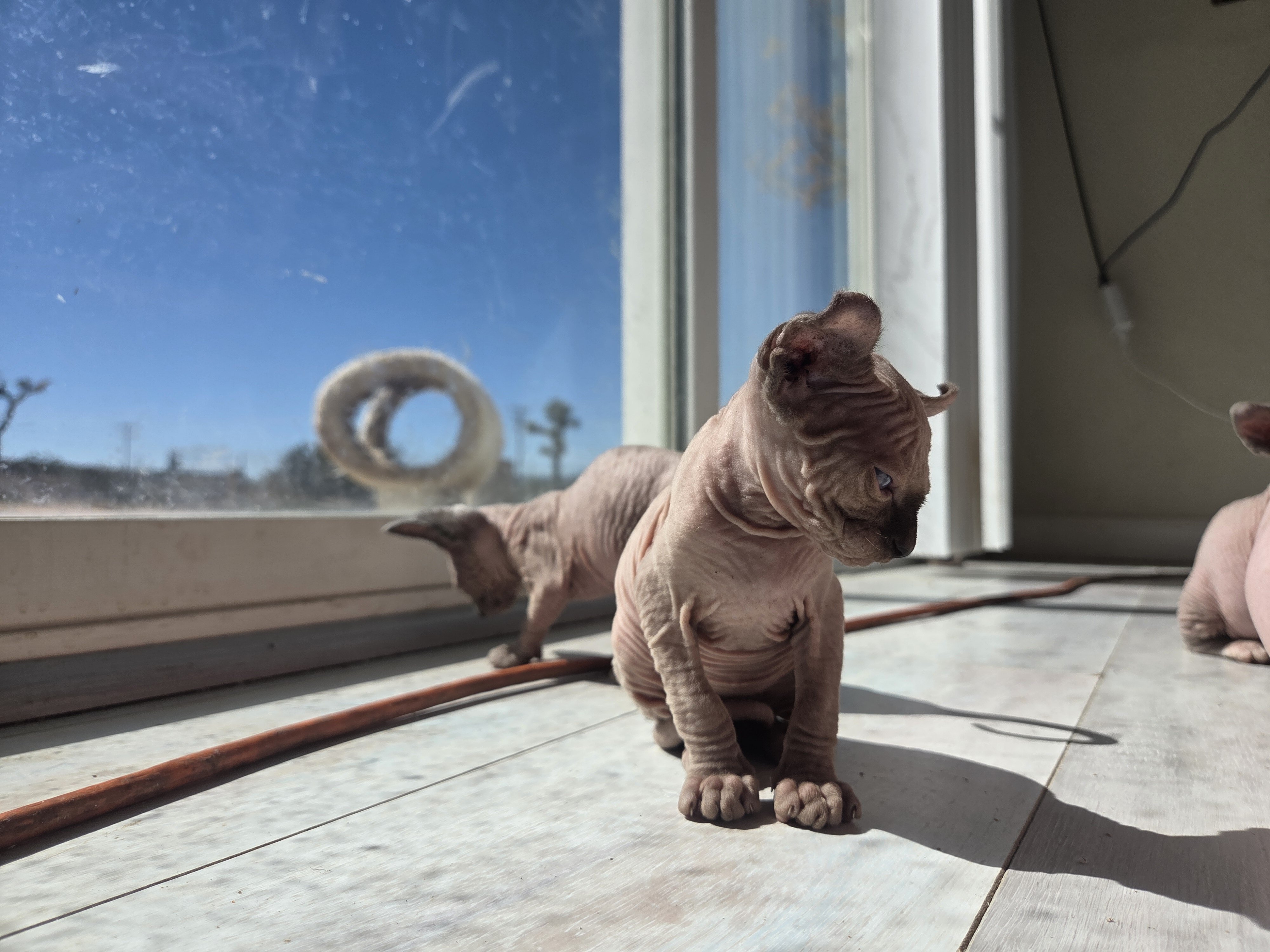 Sphynx kitten 9 weeks old male image 1