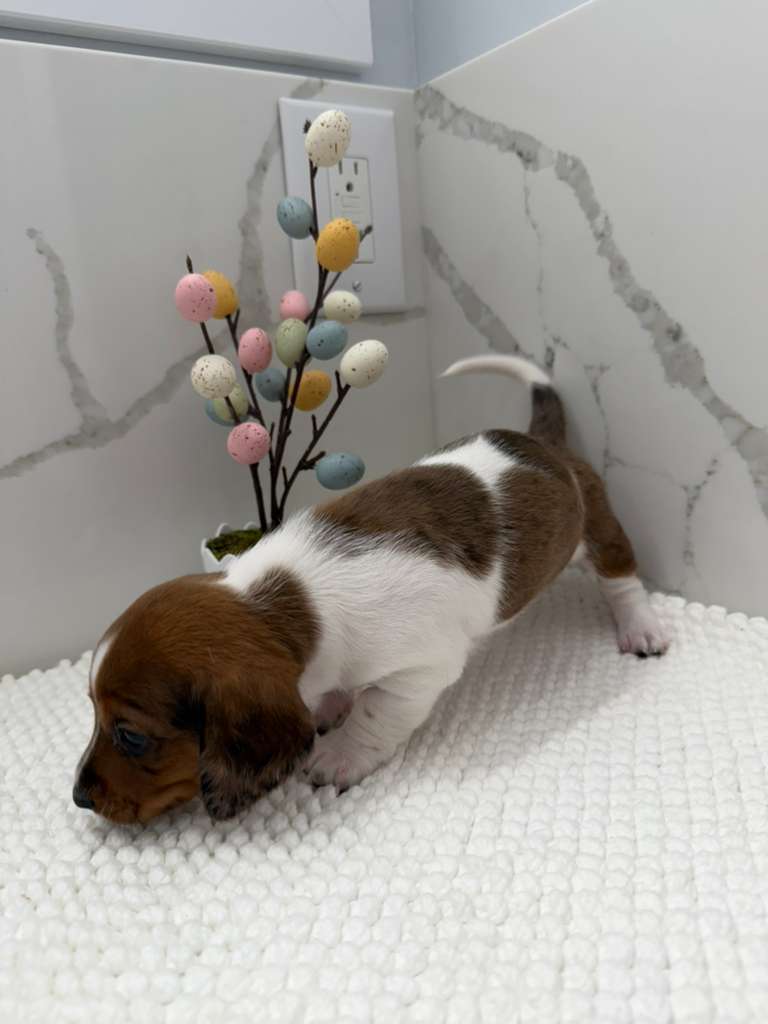 Dachshund male image 2