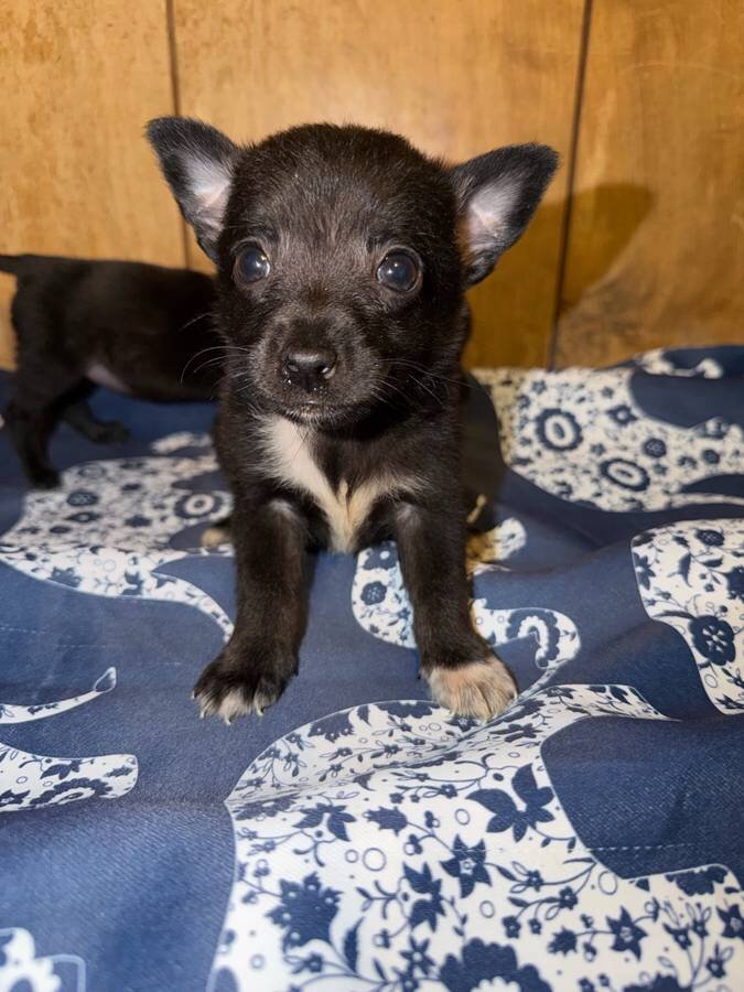 Chihuahua pup boy image 1