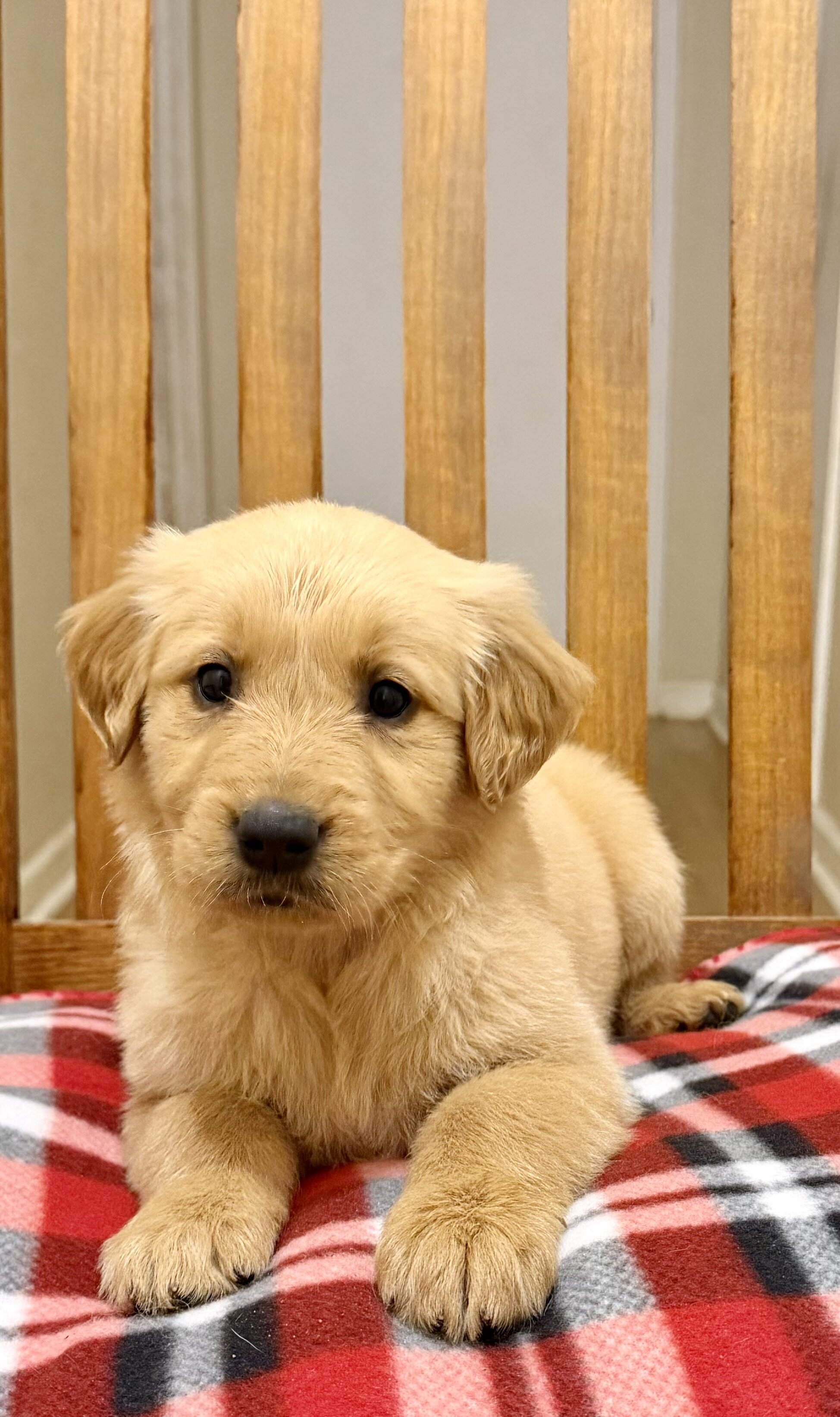 Golden retriever puppies image 2