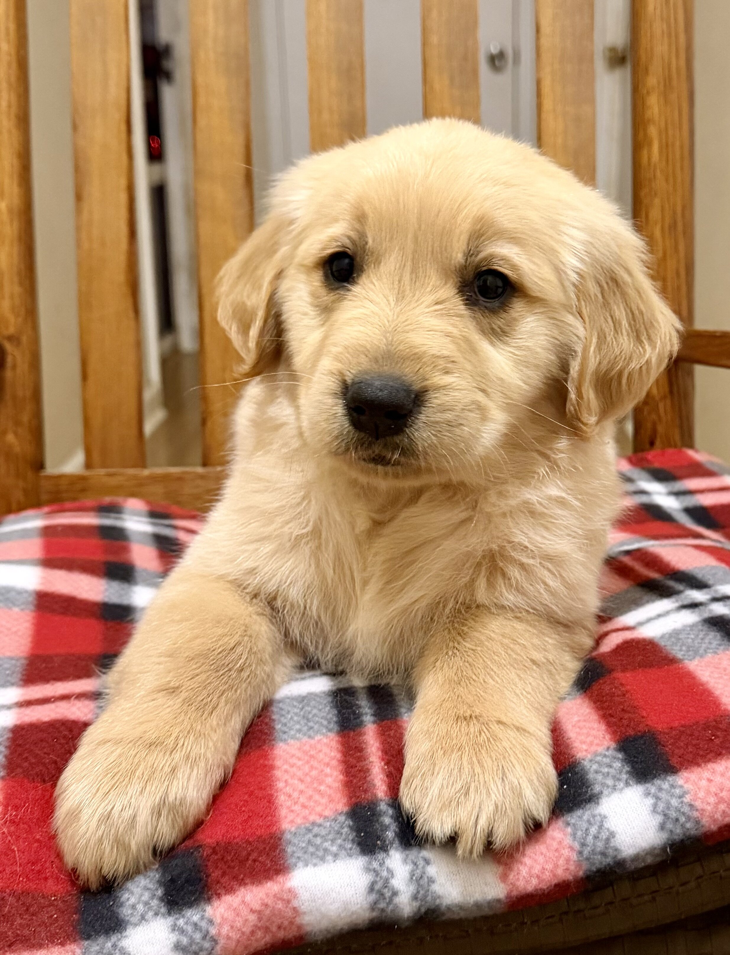 Golden retriever puppies image 3