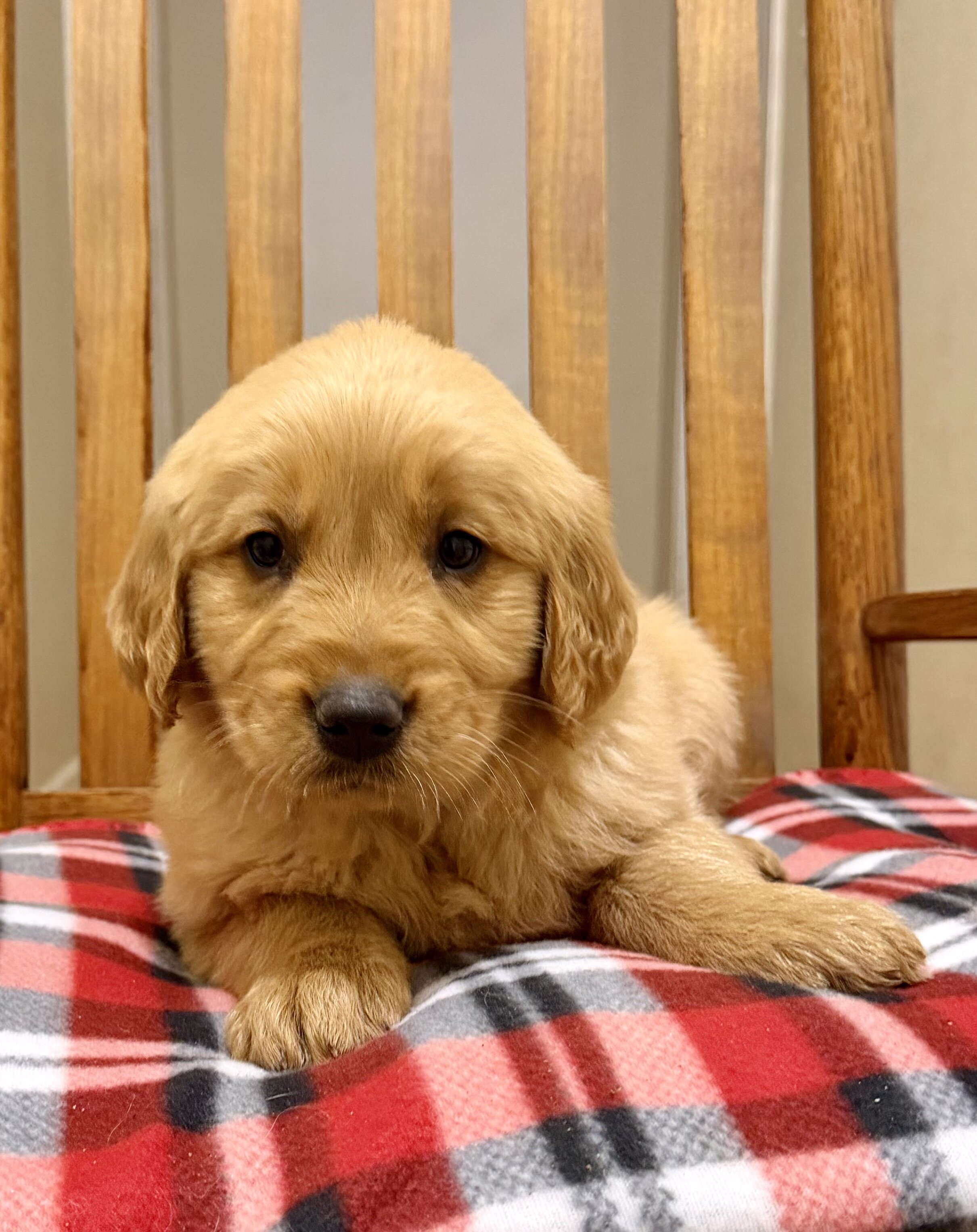 Golden retriever puppies image 1