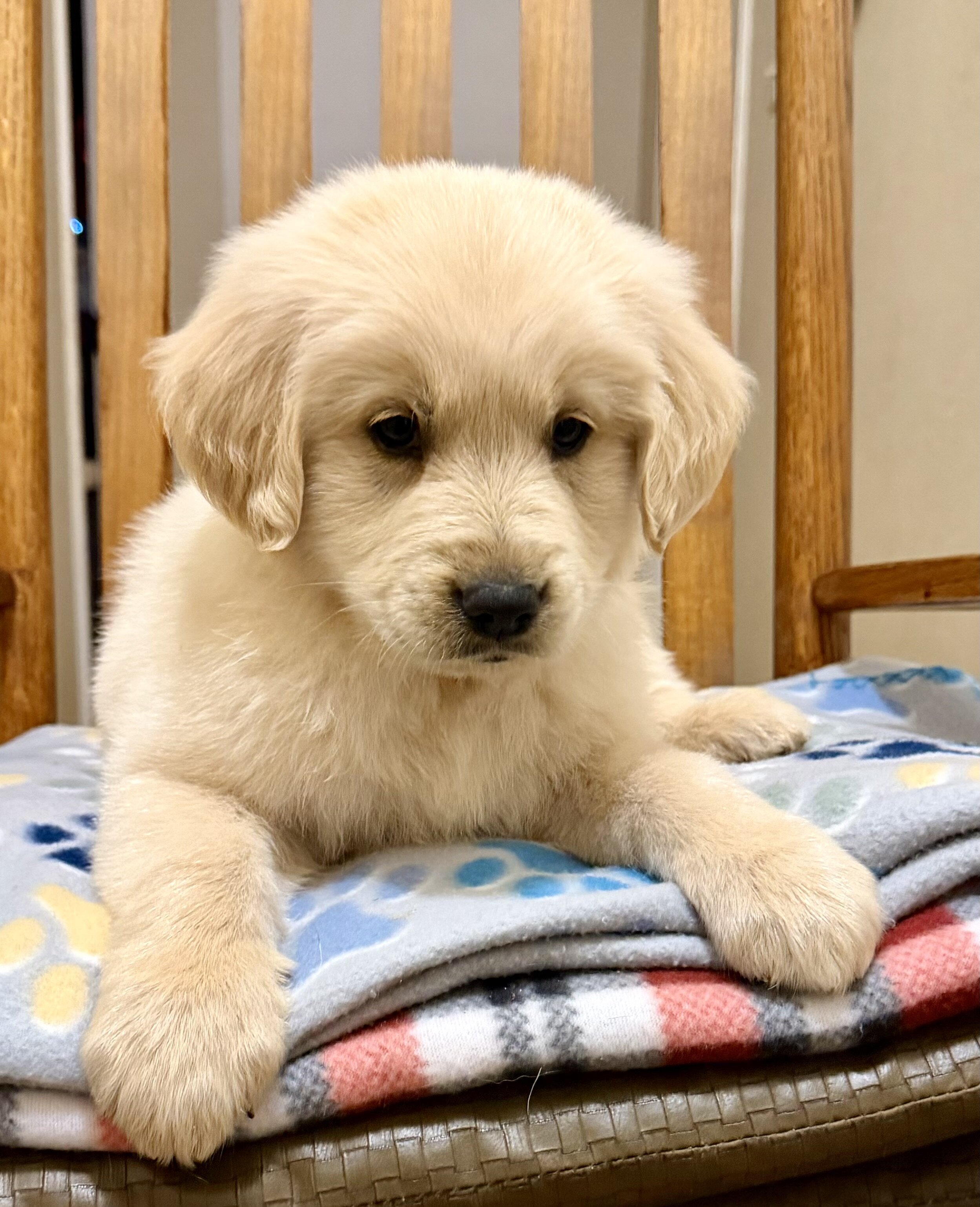 Golden retriever puppies image 4
