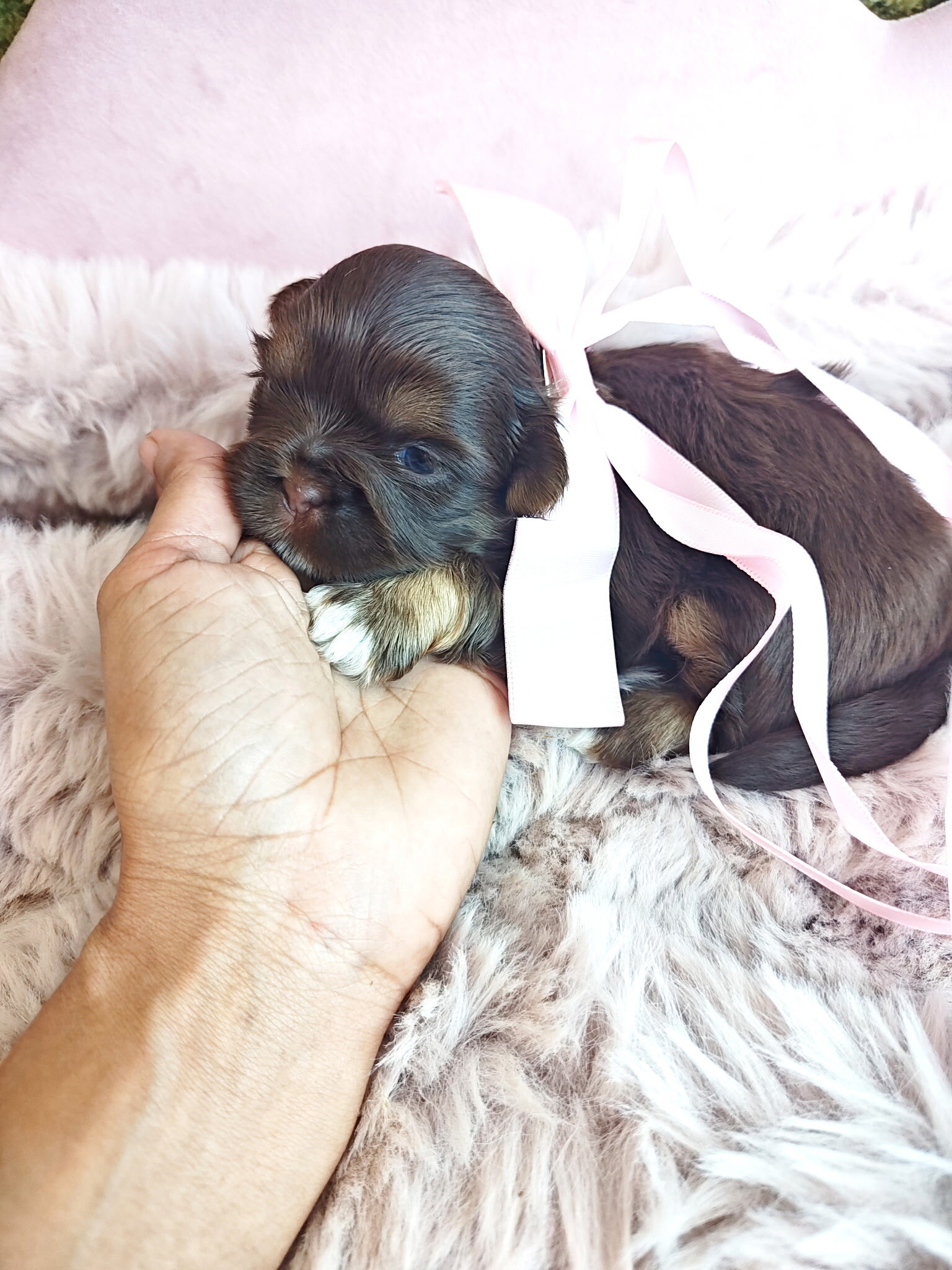 Shih Tzu 1 image 1