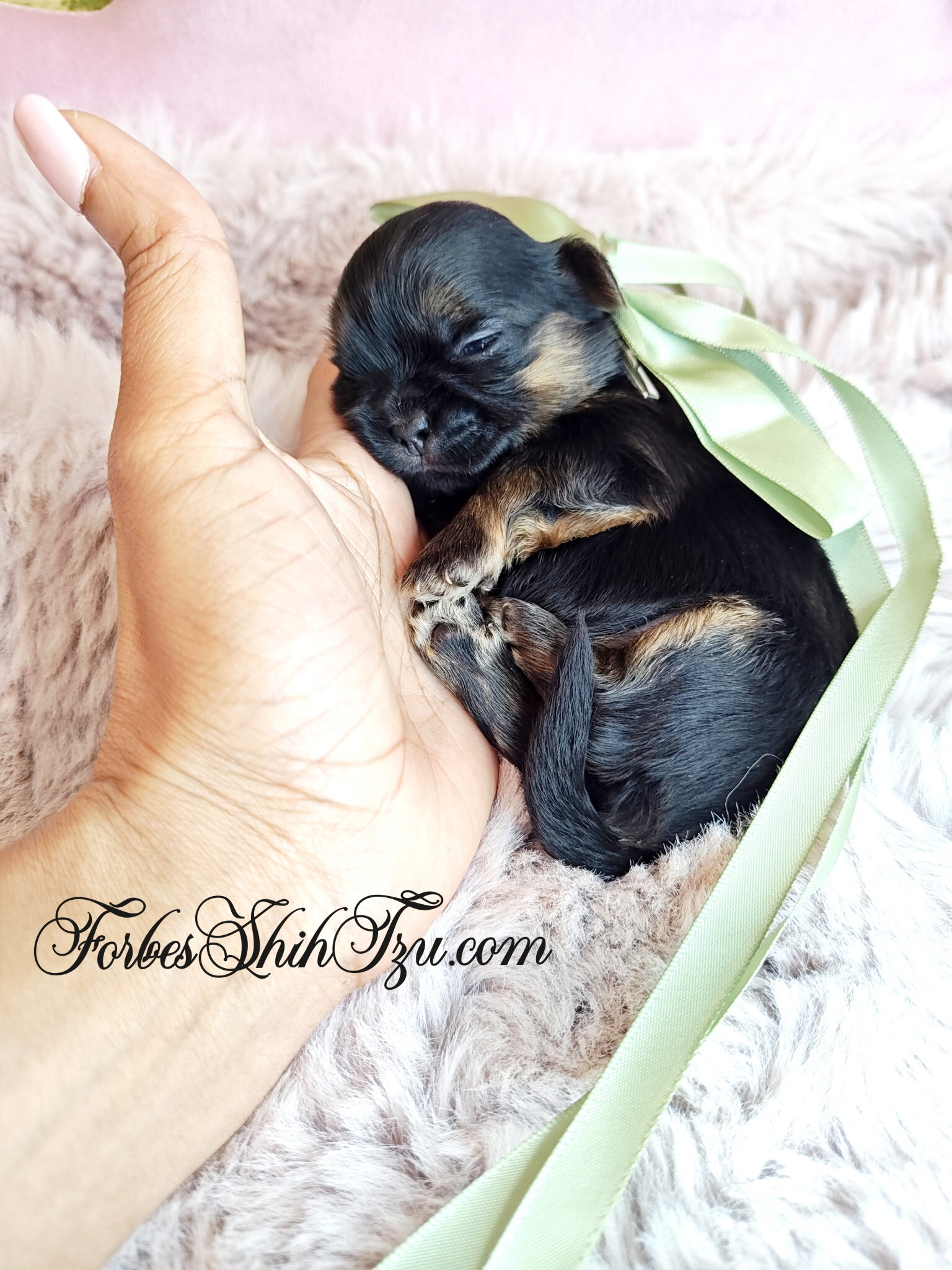 Shih Tzu 3 image 1