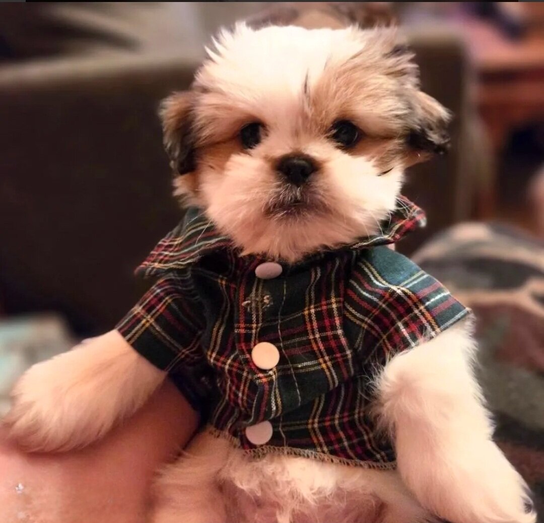 Pekingese/ Maltese image 3