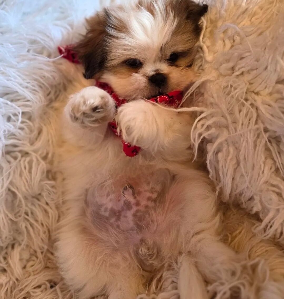 Pekingese/ Maltese image 6