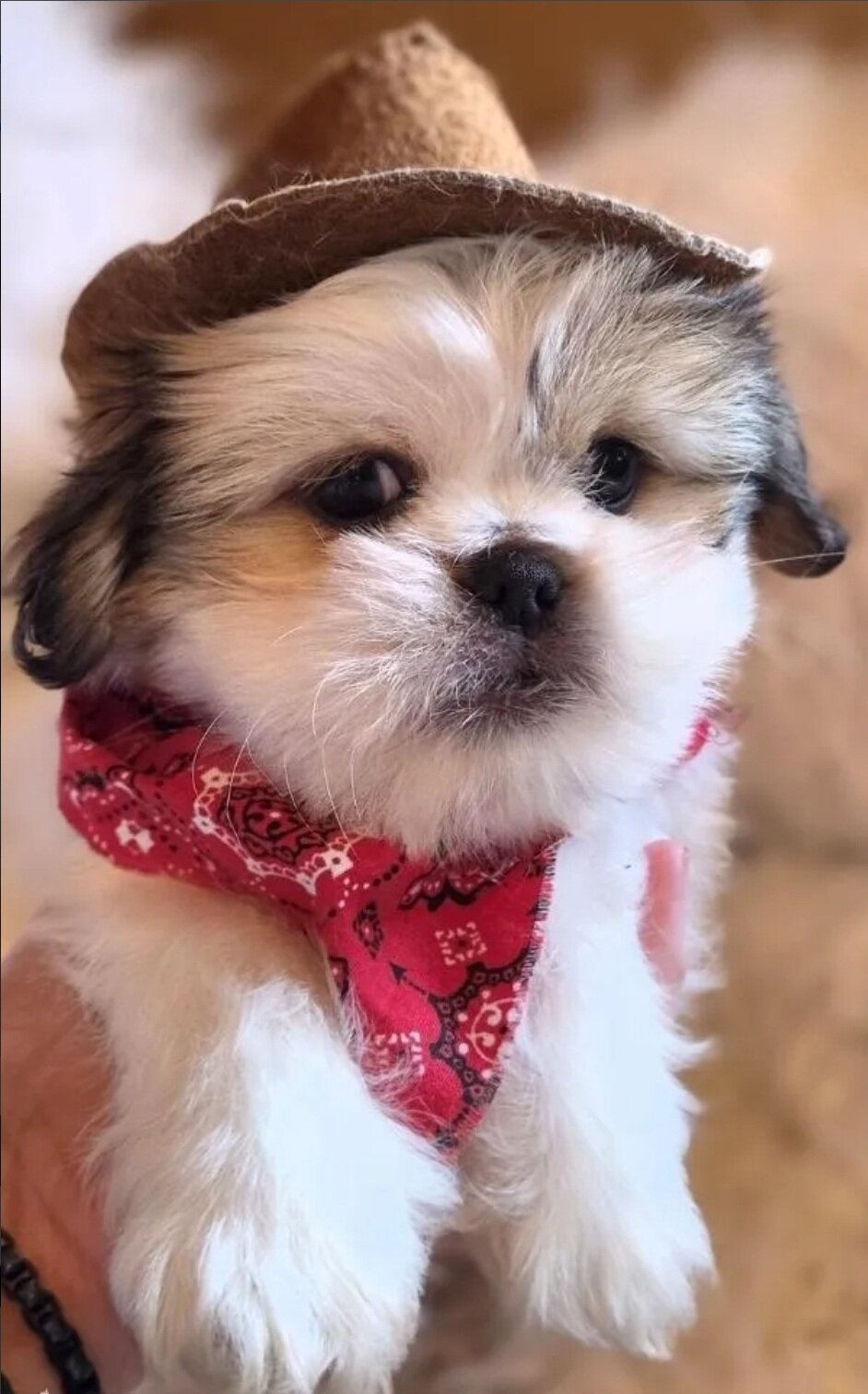 Pekingese/ Maltese image 1