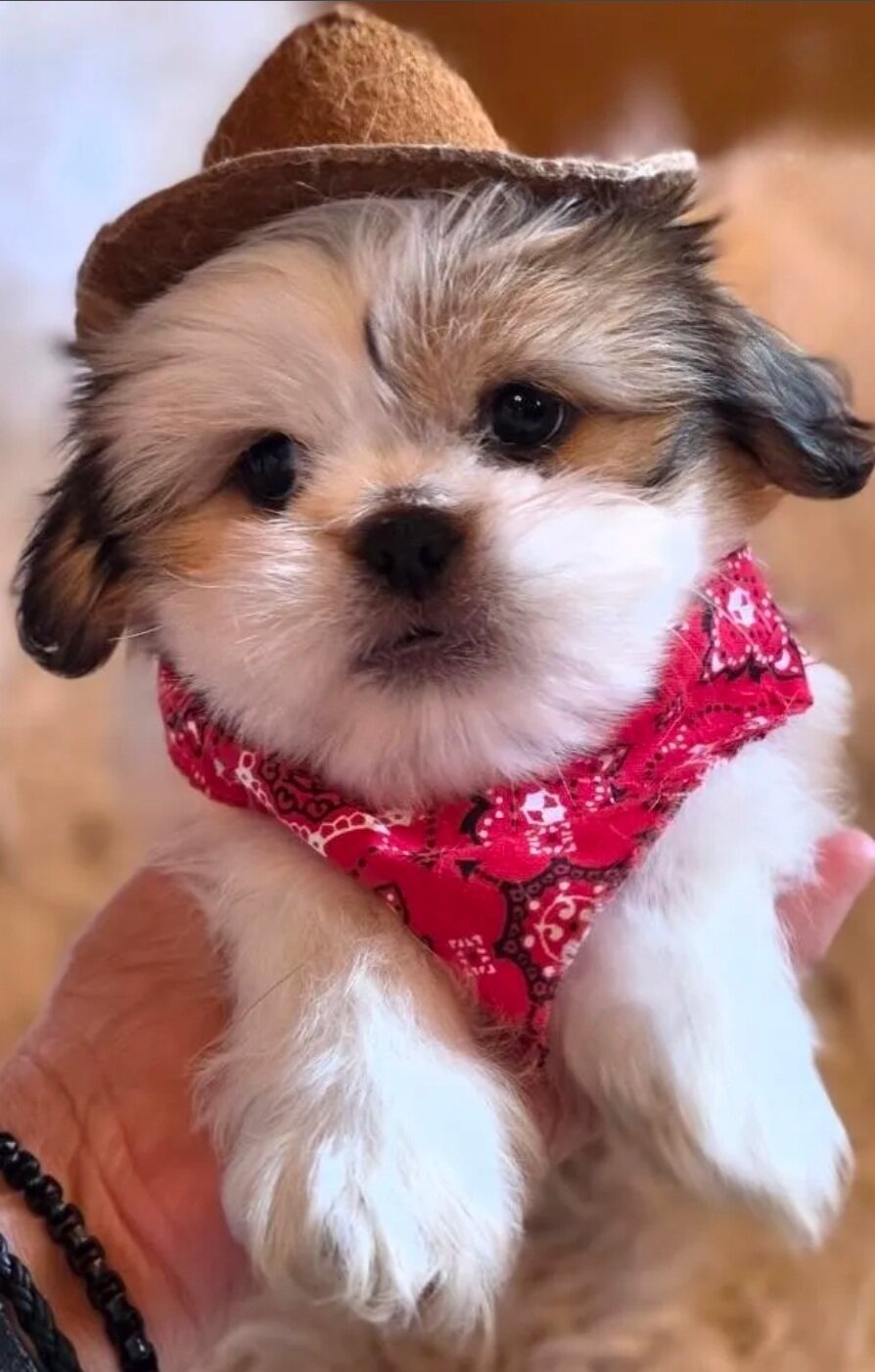 Pekingese/ Maltese image 4