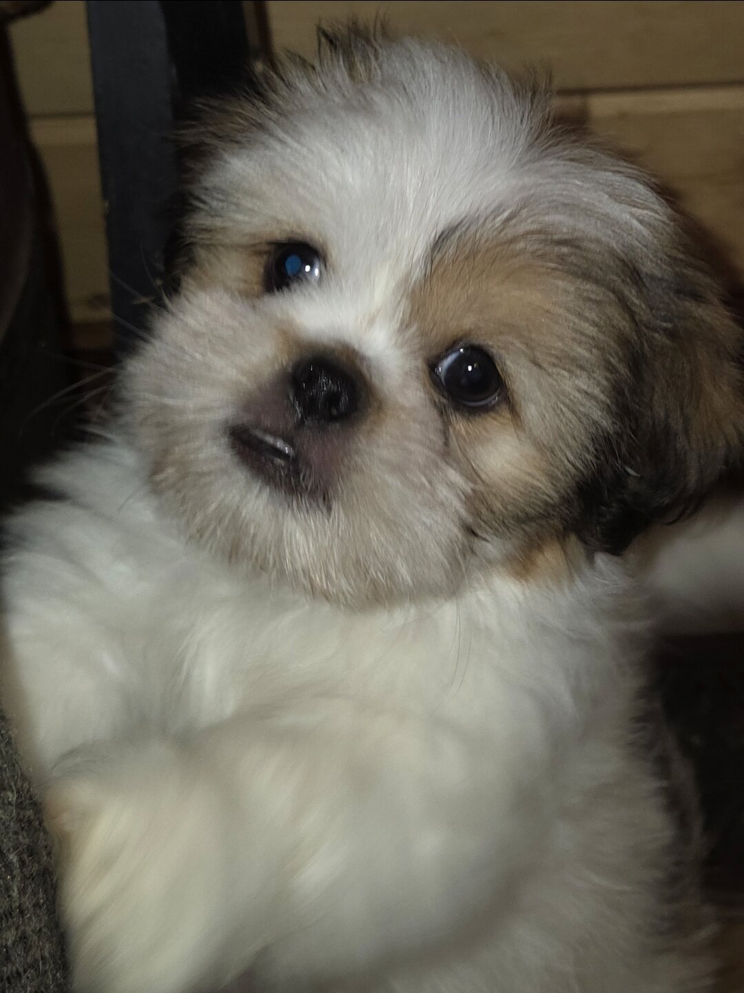 Pekingese/ Maltese image 2