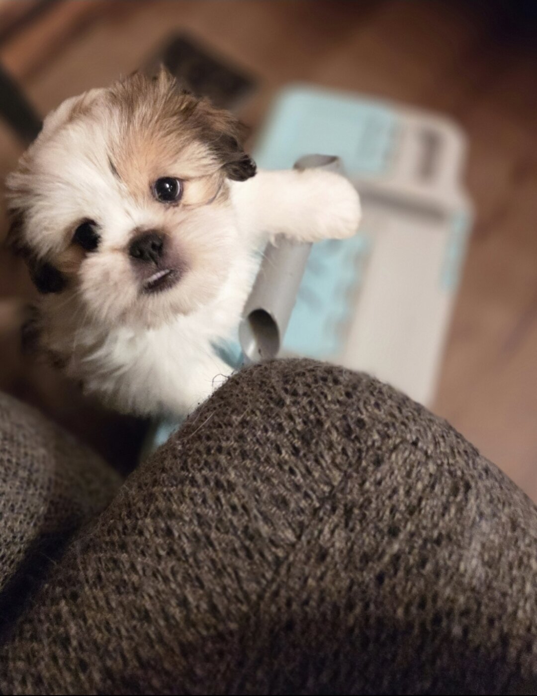 Pekingese/ Maltese image 8