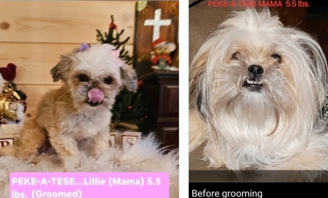 Pekingese/ Maltese image 9
