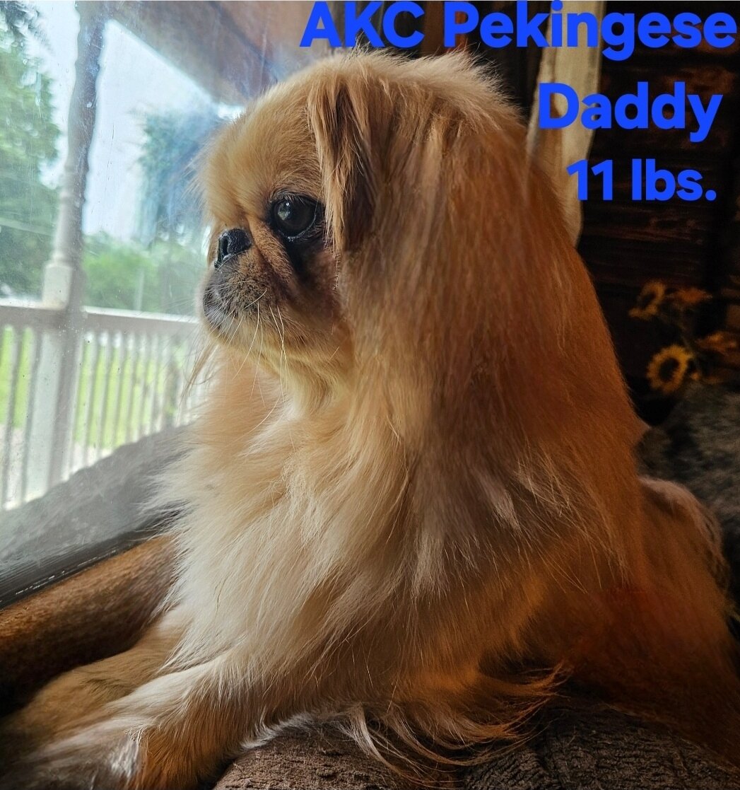 Pekingese/ Maltese image 10