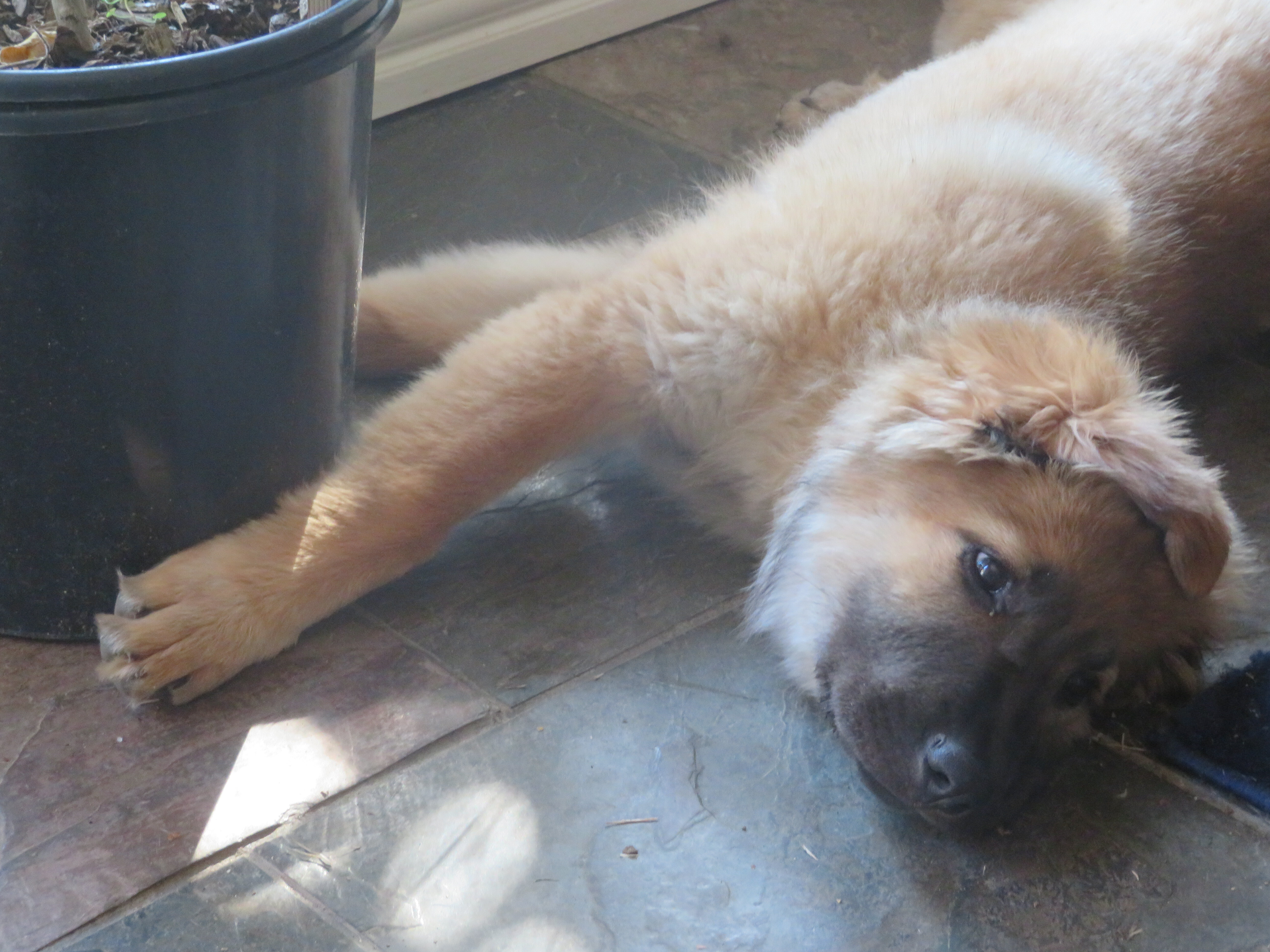 PUPPIES image 1