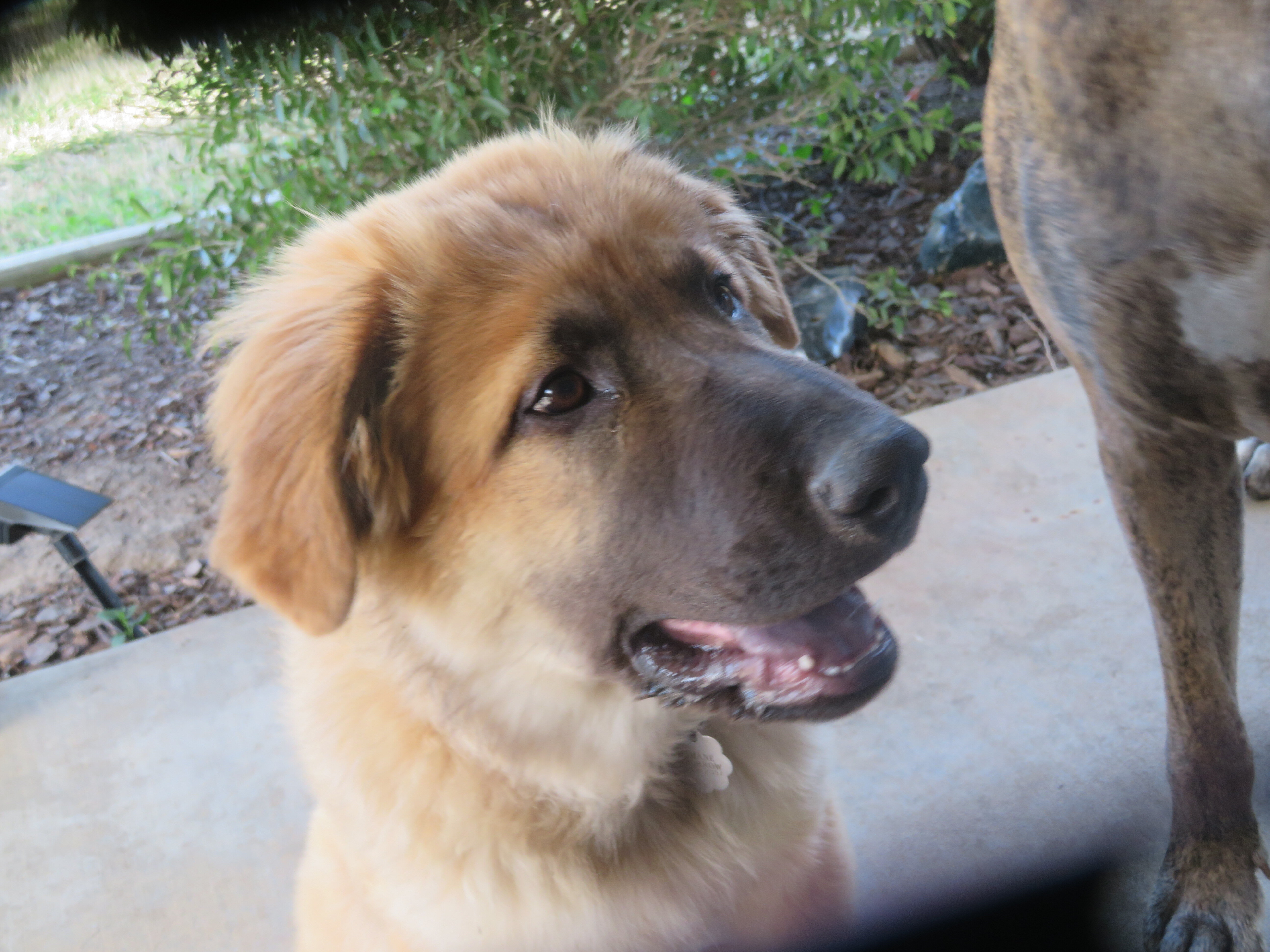 PUPPIES image 2