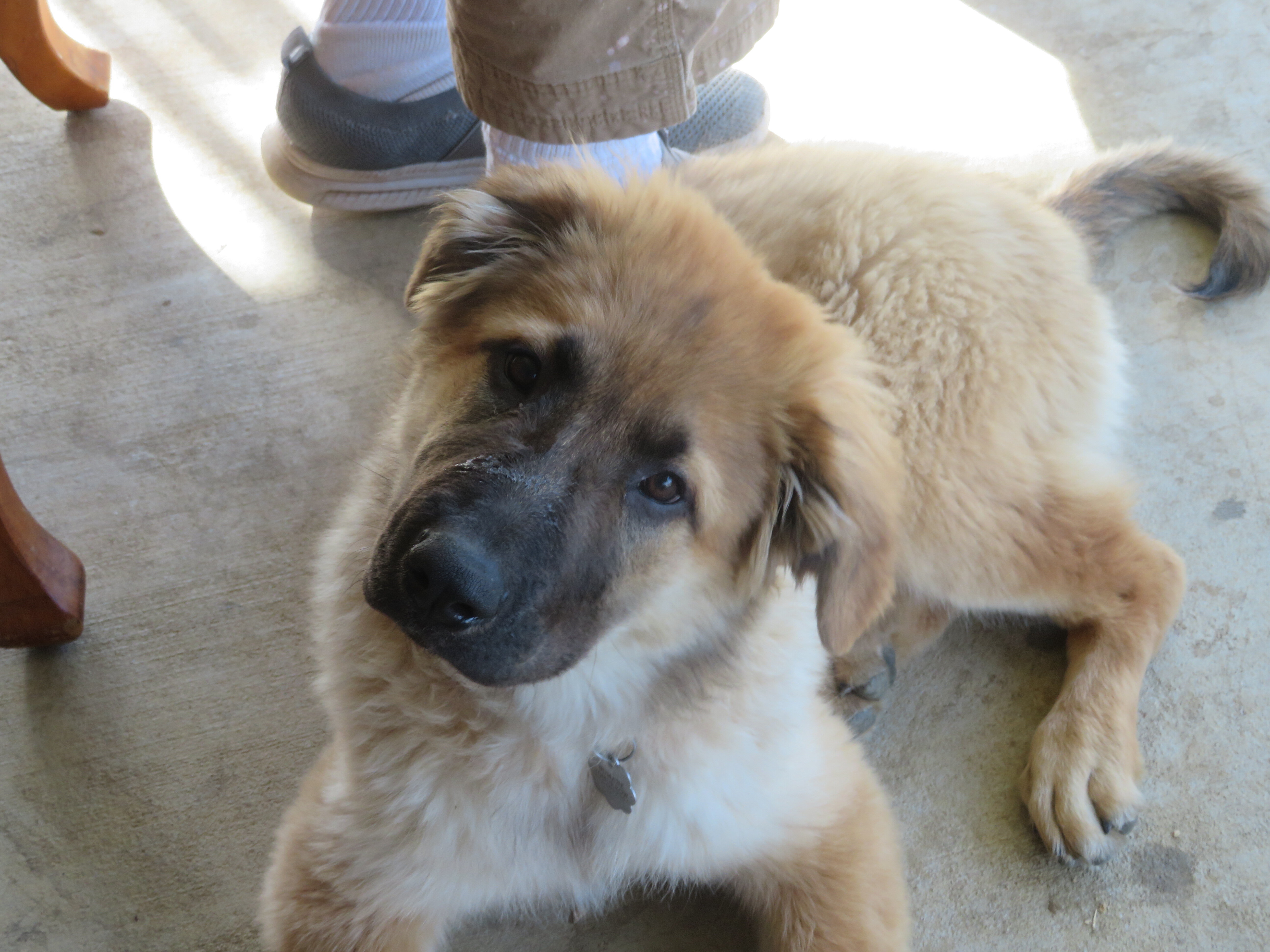 PUPPIES image 3