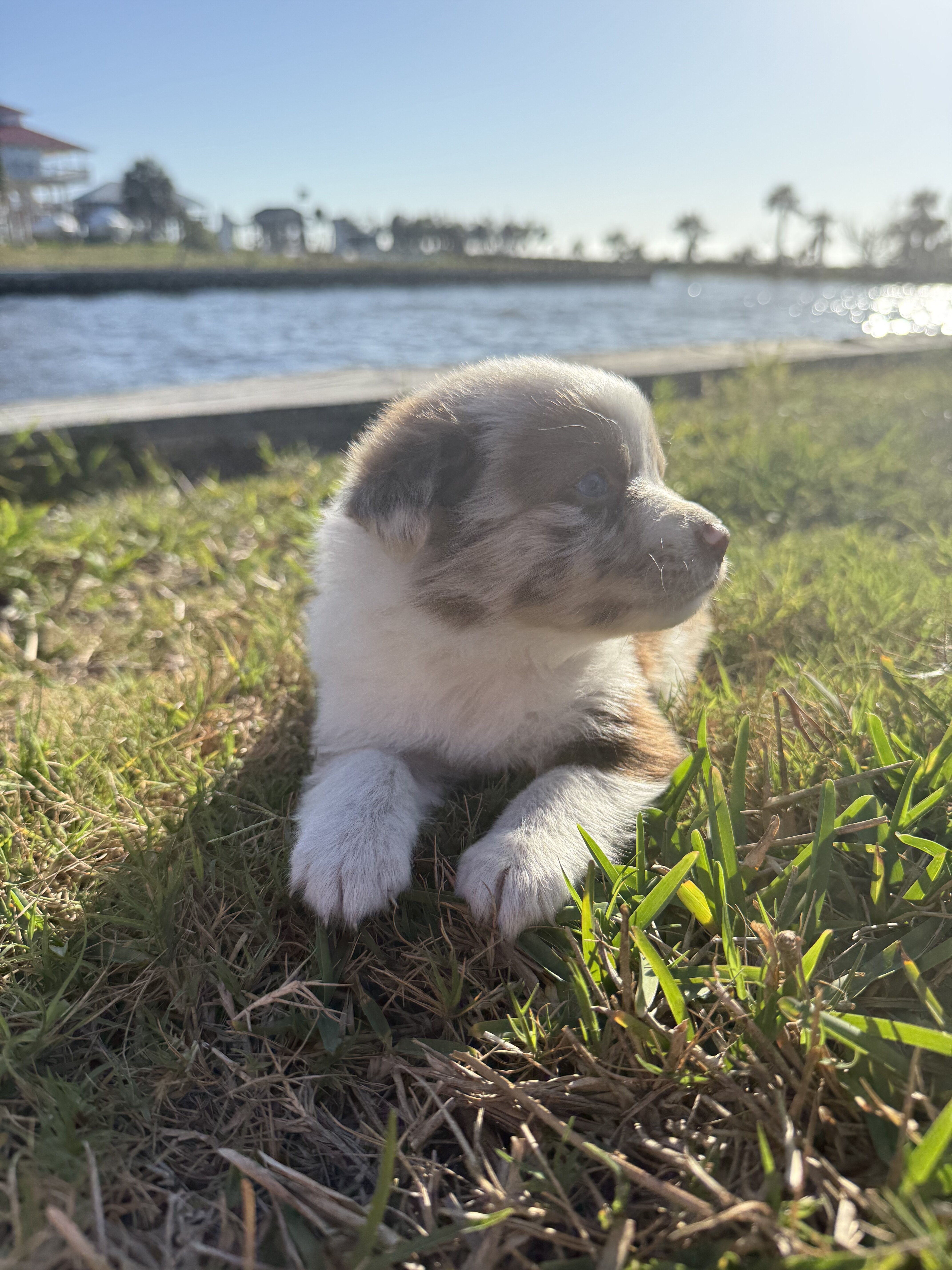 Female Border Aussie image 3