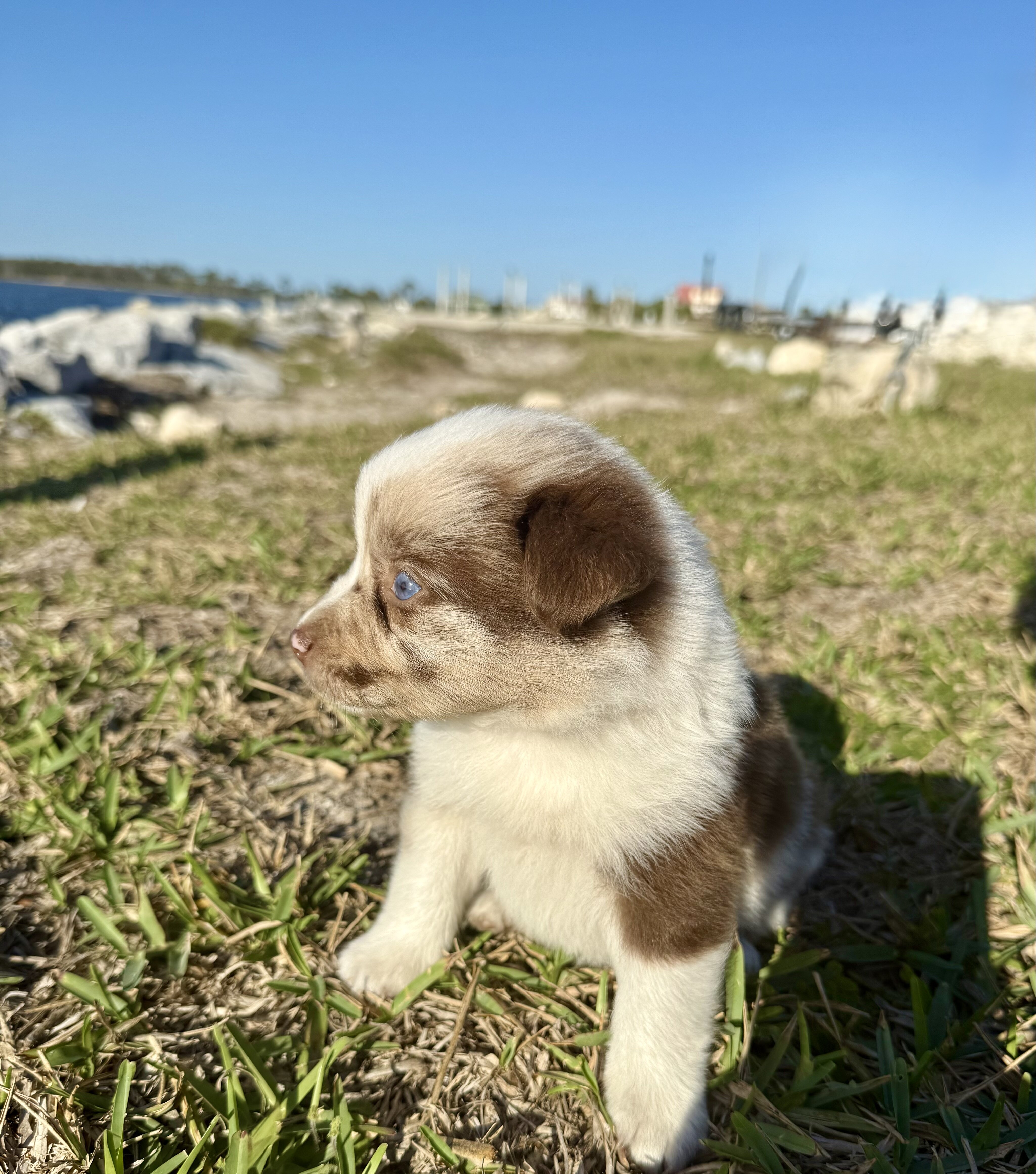 Female Border Aussie image 5