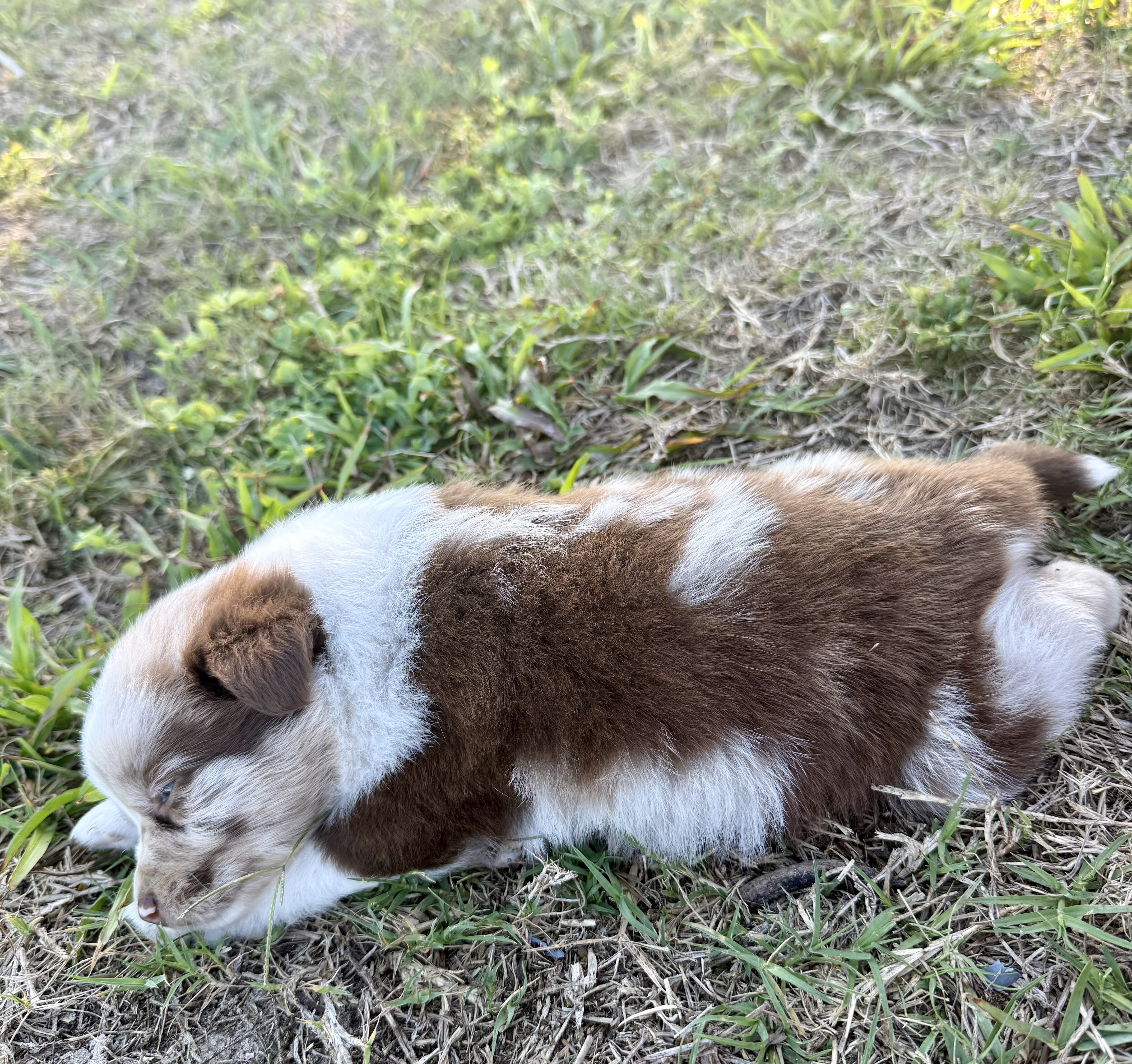 Female Border Aussie image 4