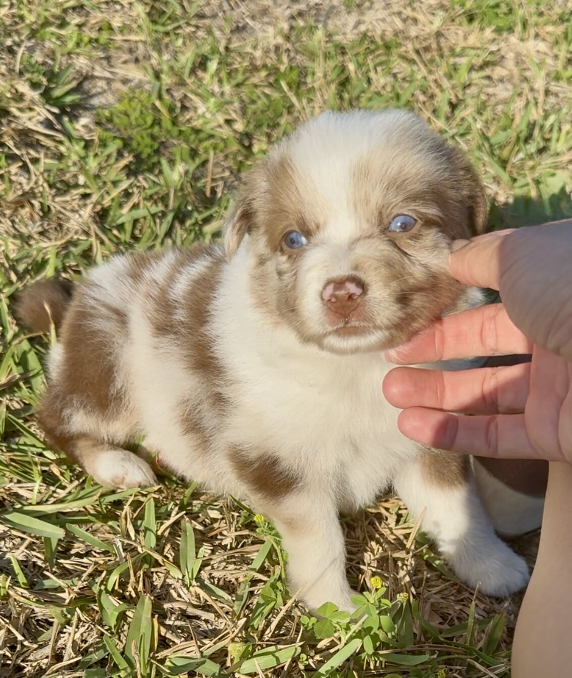 Female Border Aussie image 1