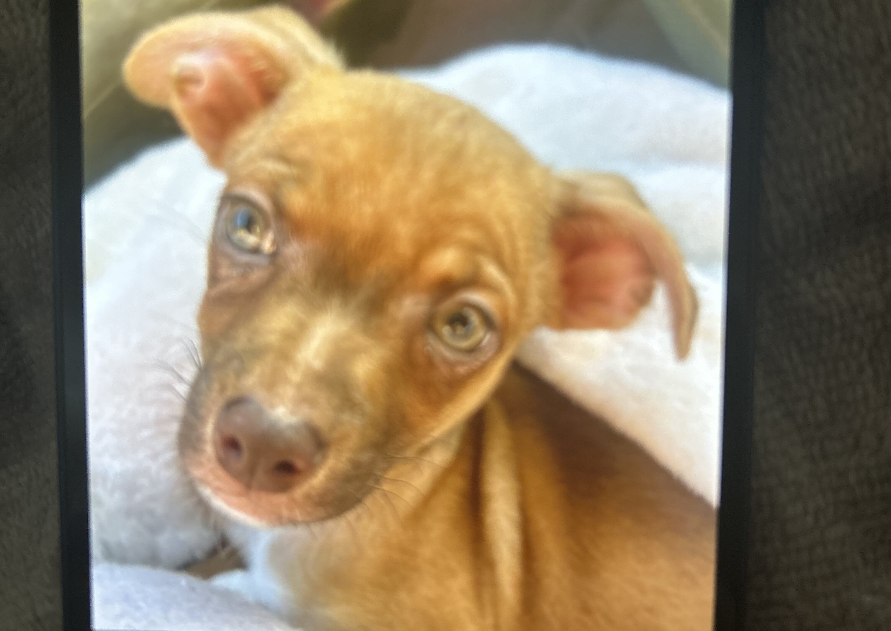 Chihuahua mix image 1