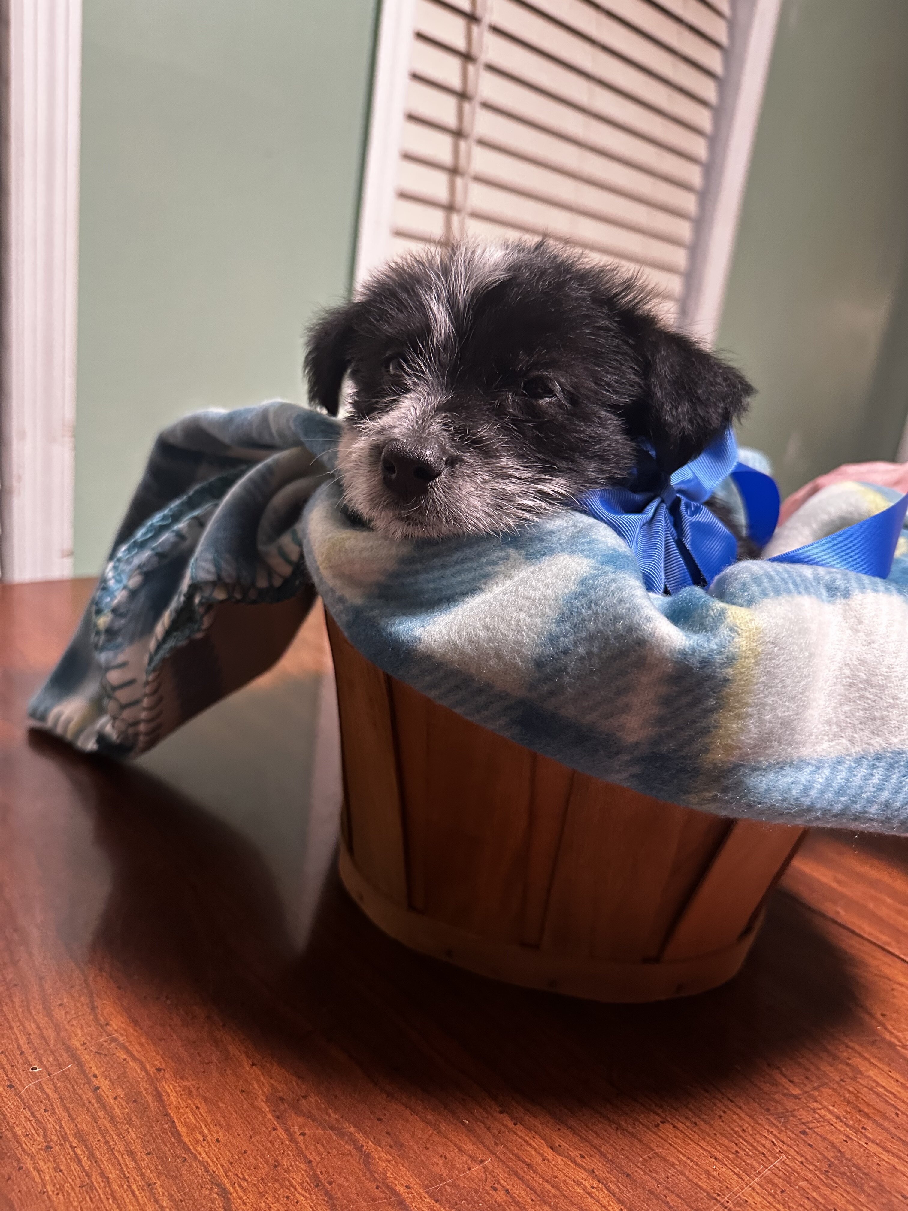 Feist Puppies image 8