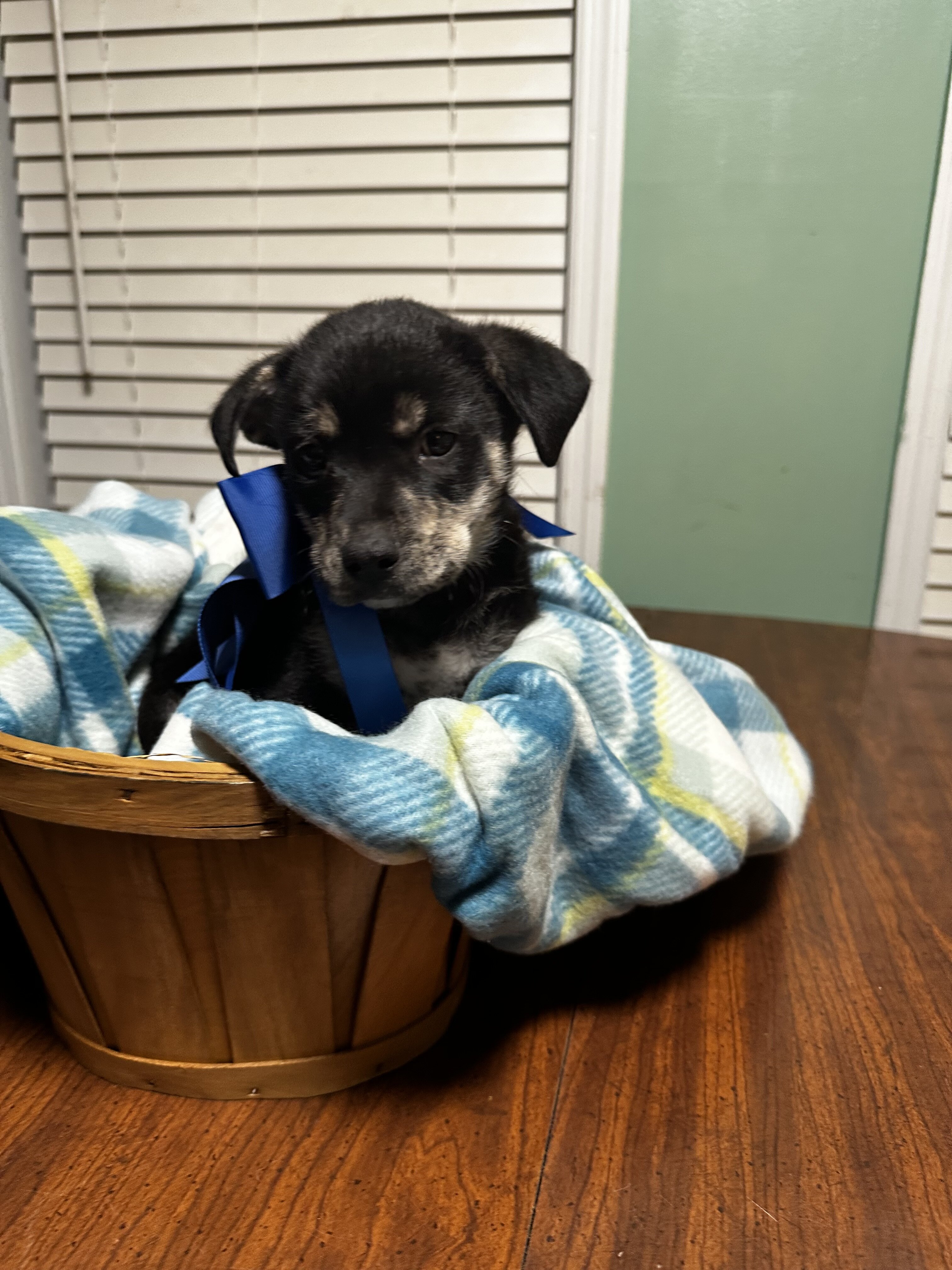Feist Puppies image 6