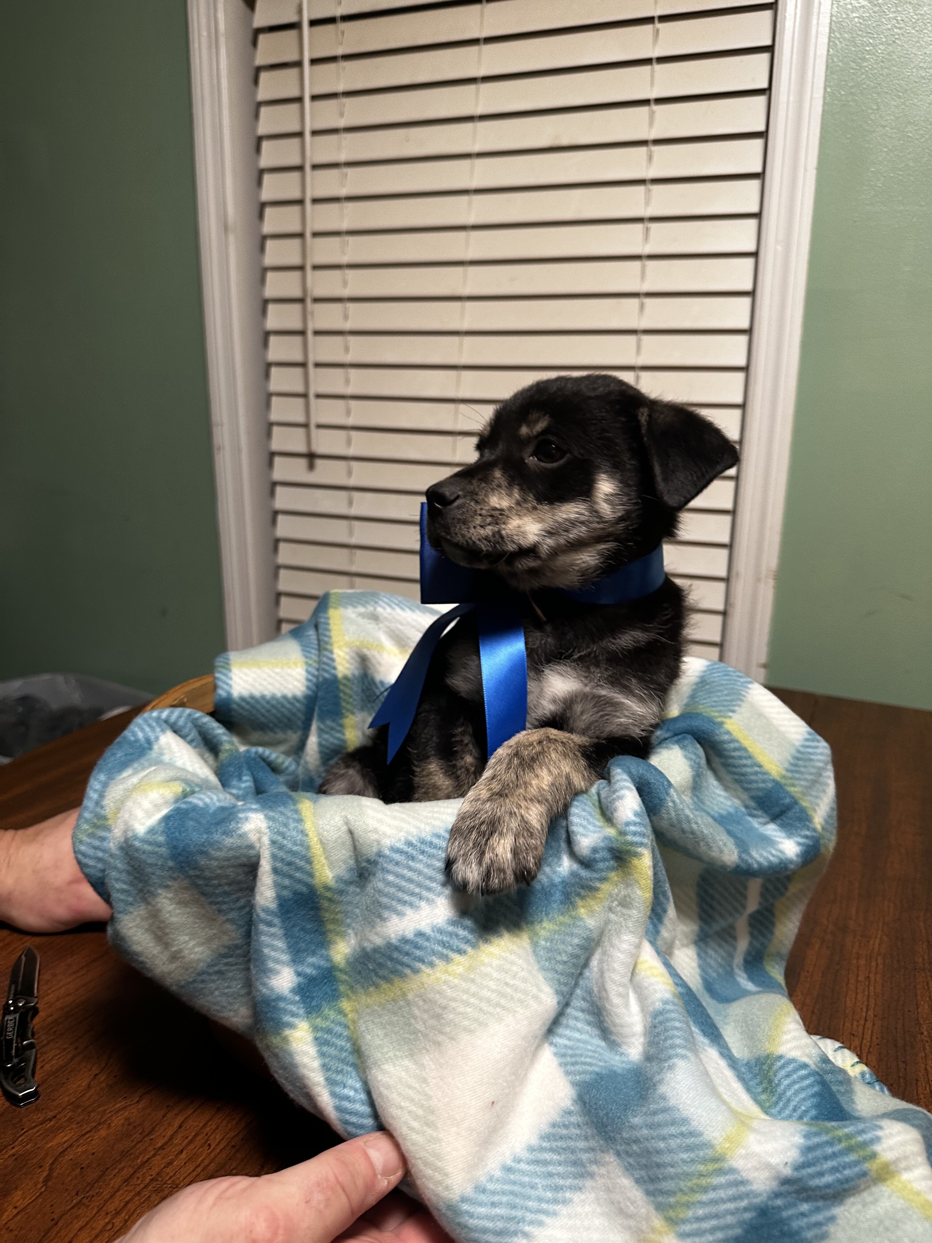 Feist Puppies image 7