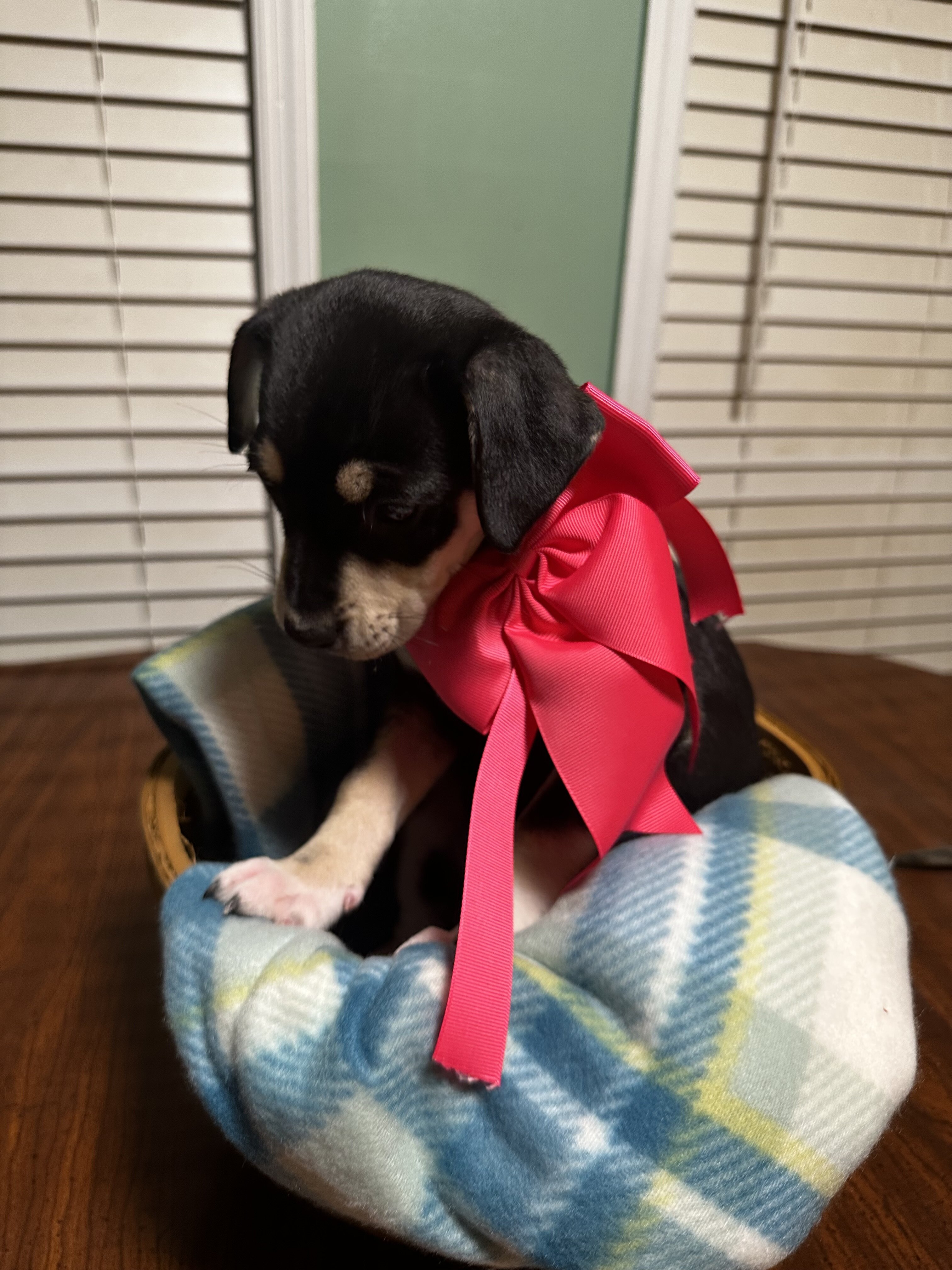 Feist Puppies image 3