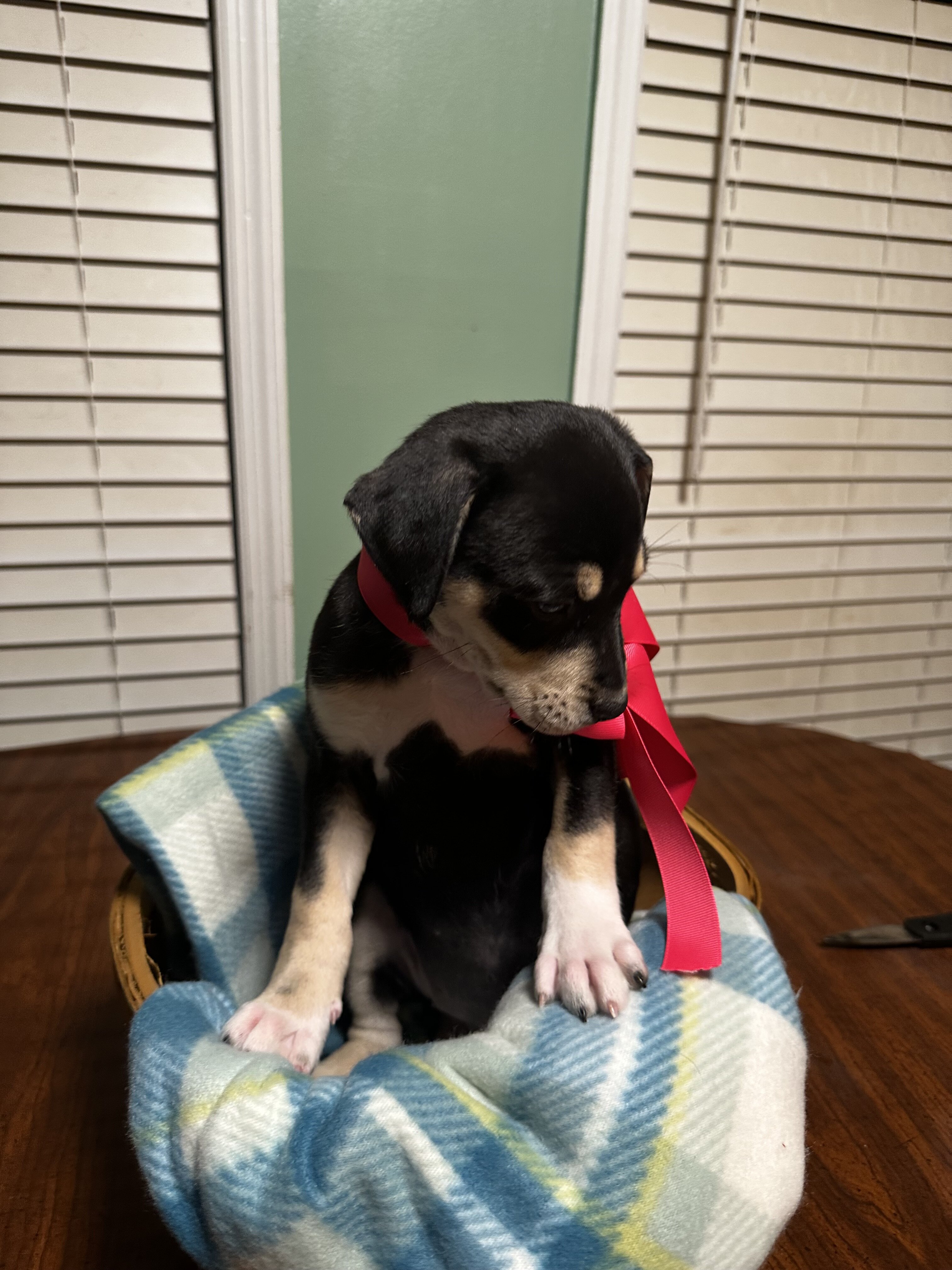 Feist Puppies image 4